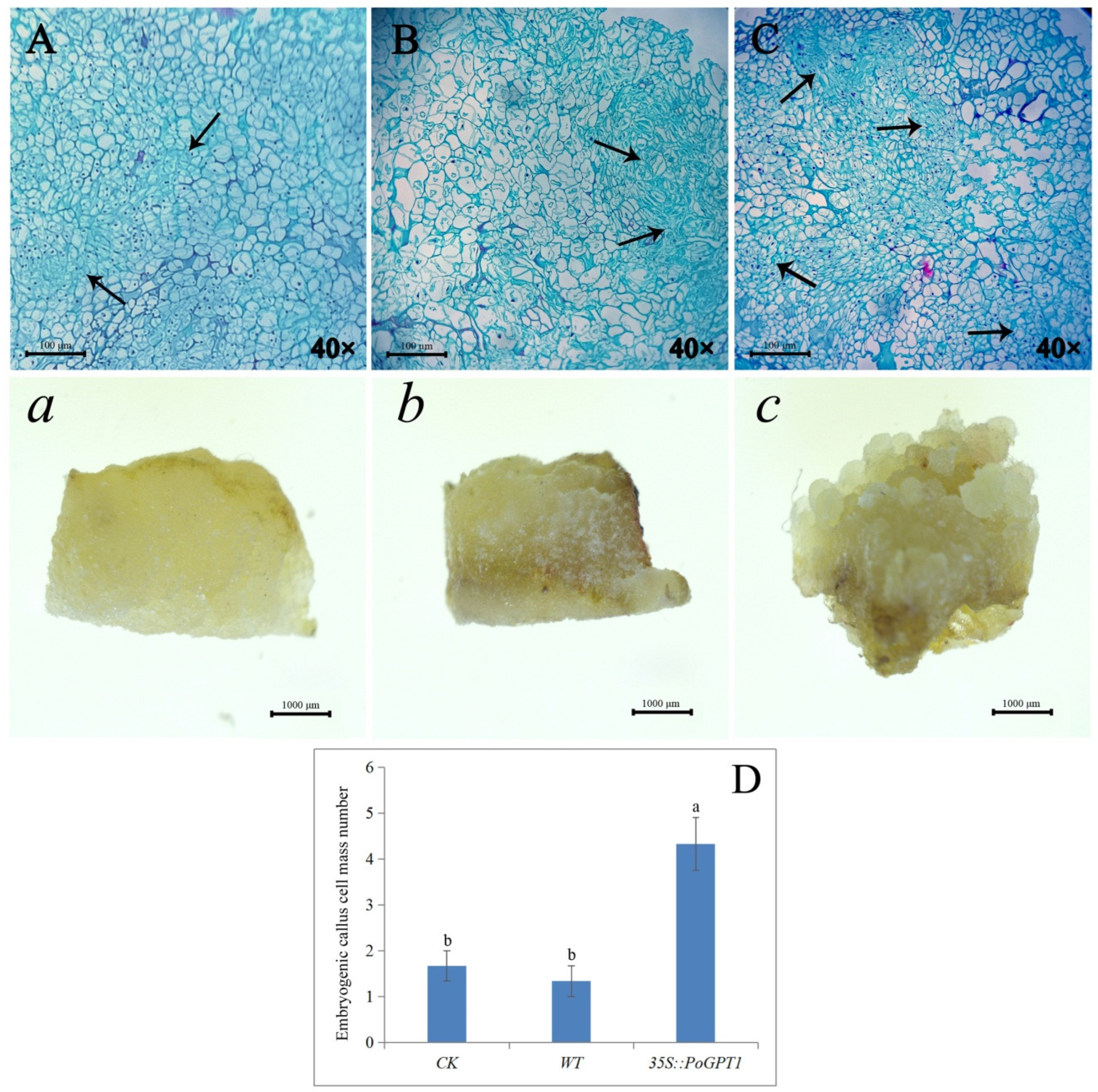Horticulturae 08 00957 g006 Horticulturae 08 00957 g006