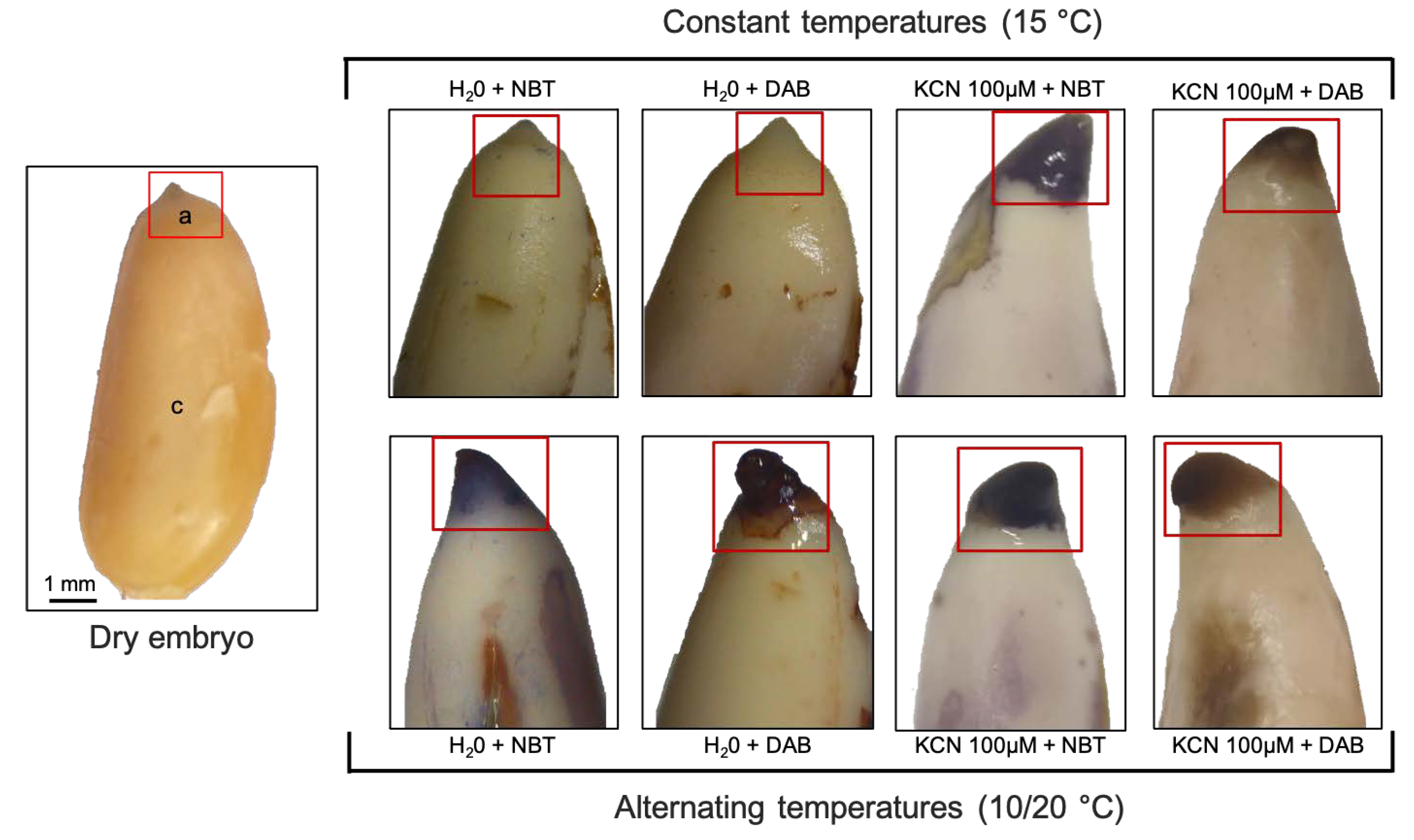 Horticulturae 08 00960 g002 Horticulturae 08 00960 g002