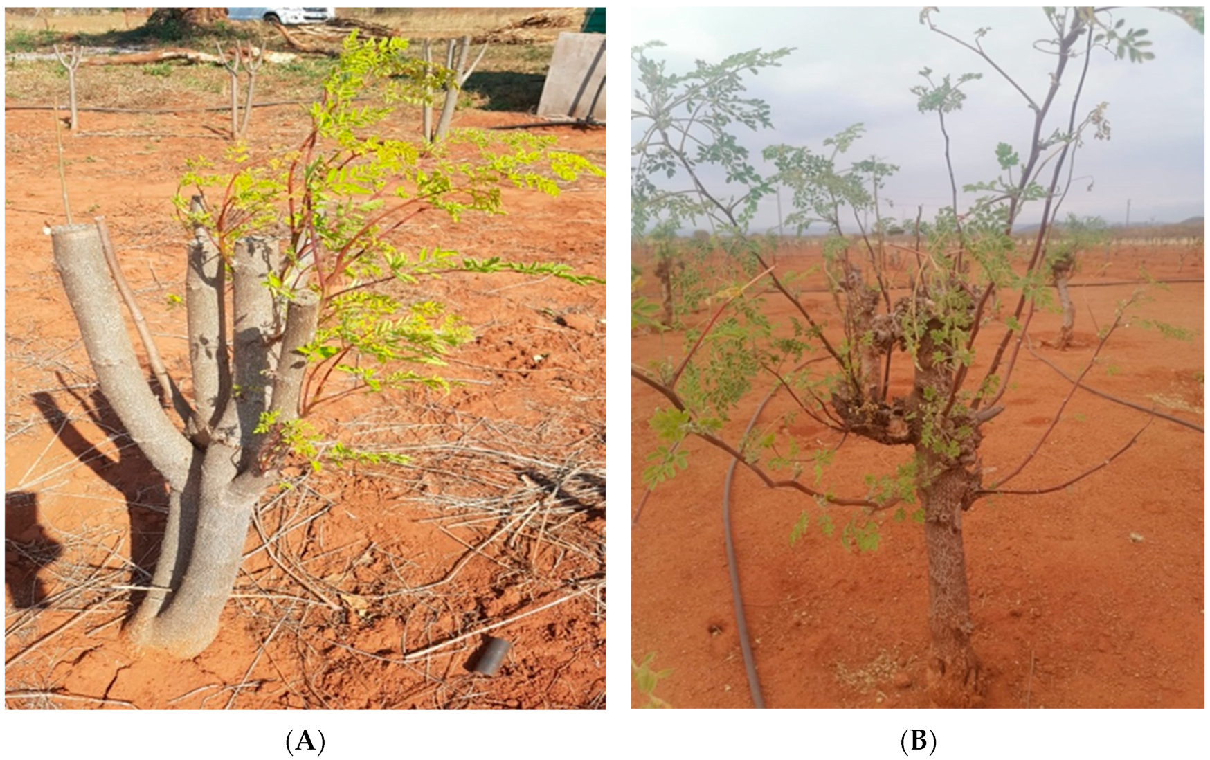 Horticulturae 08 00963 g004a