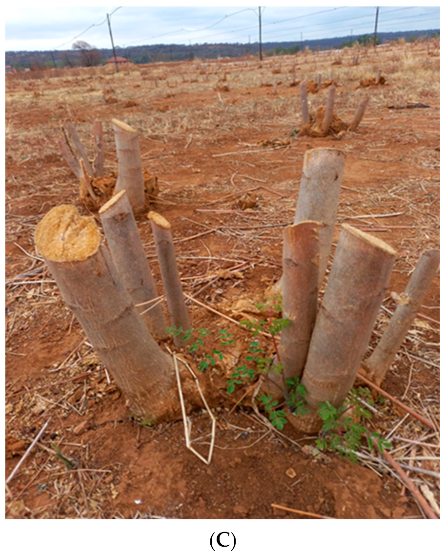 Horticulturae 08 00963 g004b