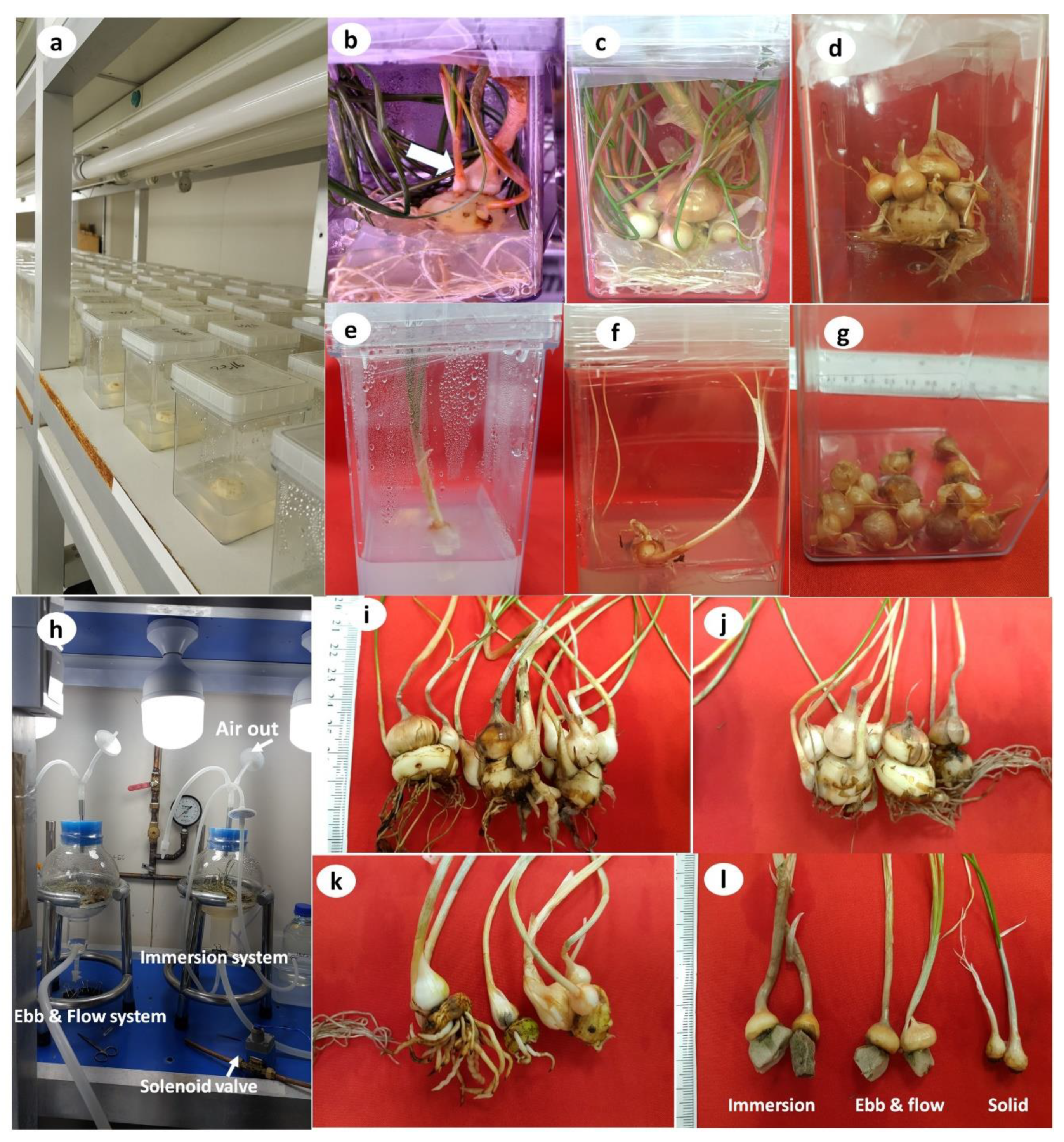 Horticulturae 08 00973 g002 Horticulturae 08 00973 g002