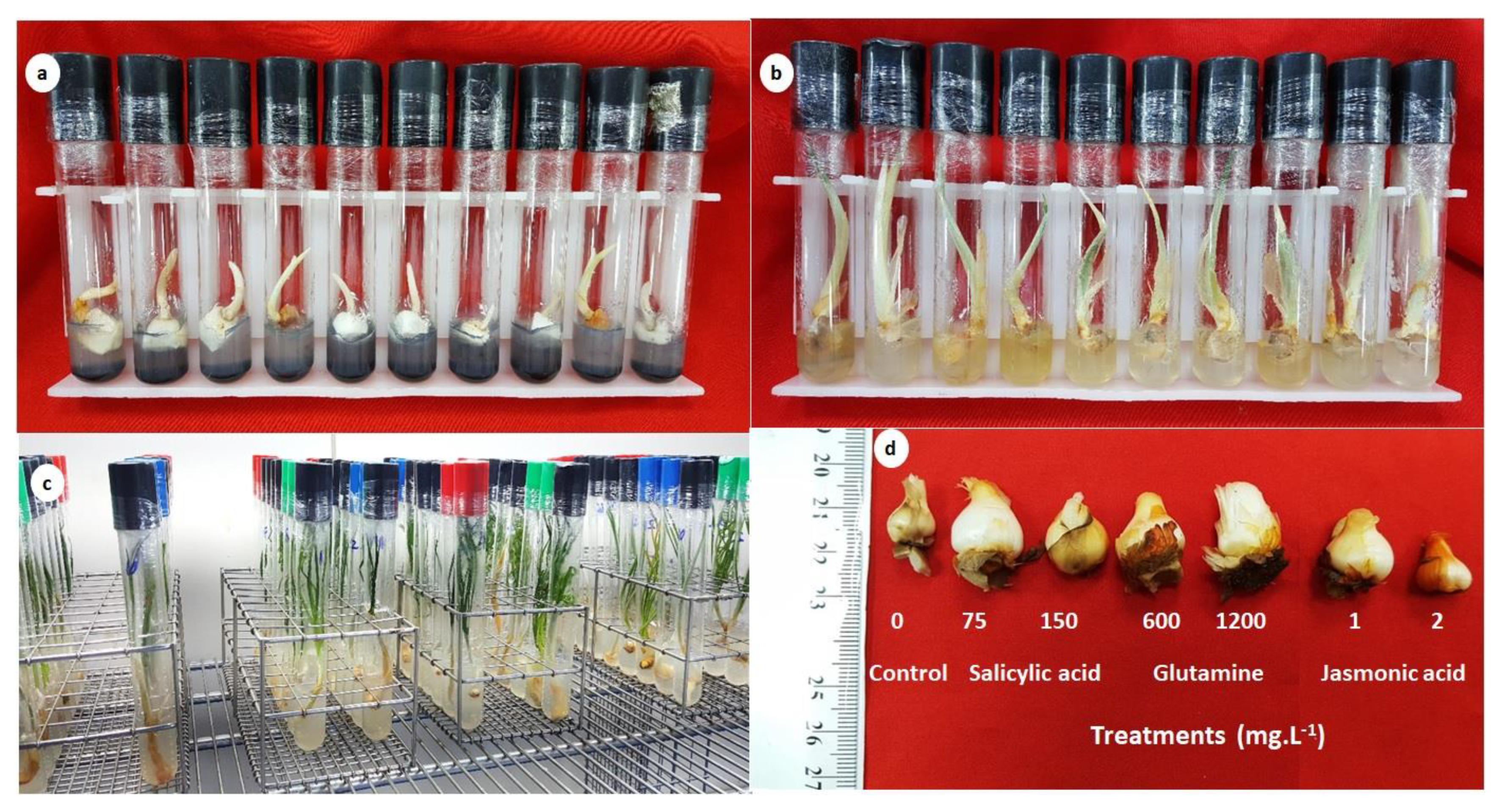 Horticulturae 08 00973 g004 Horticulturae 08 00973 g004