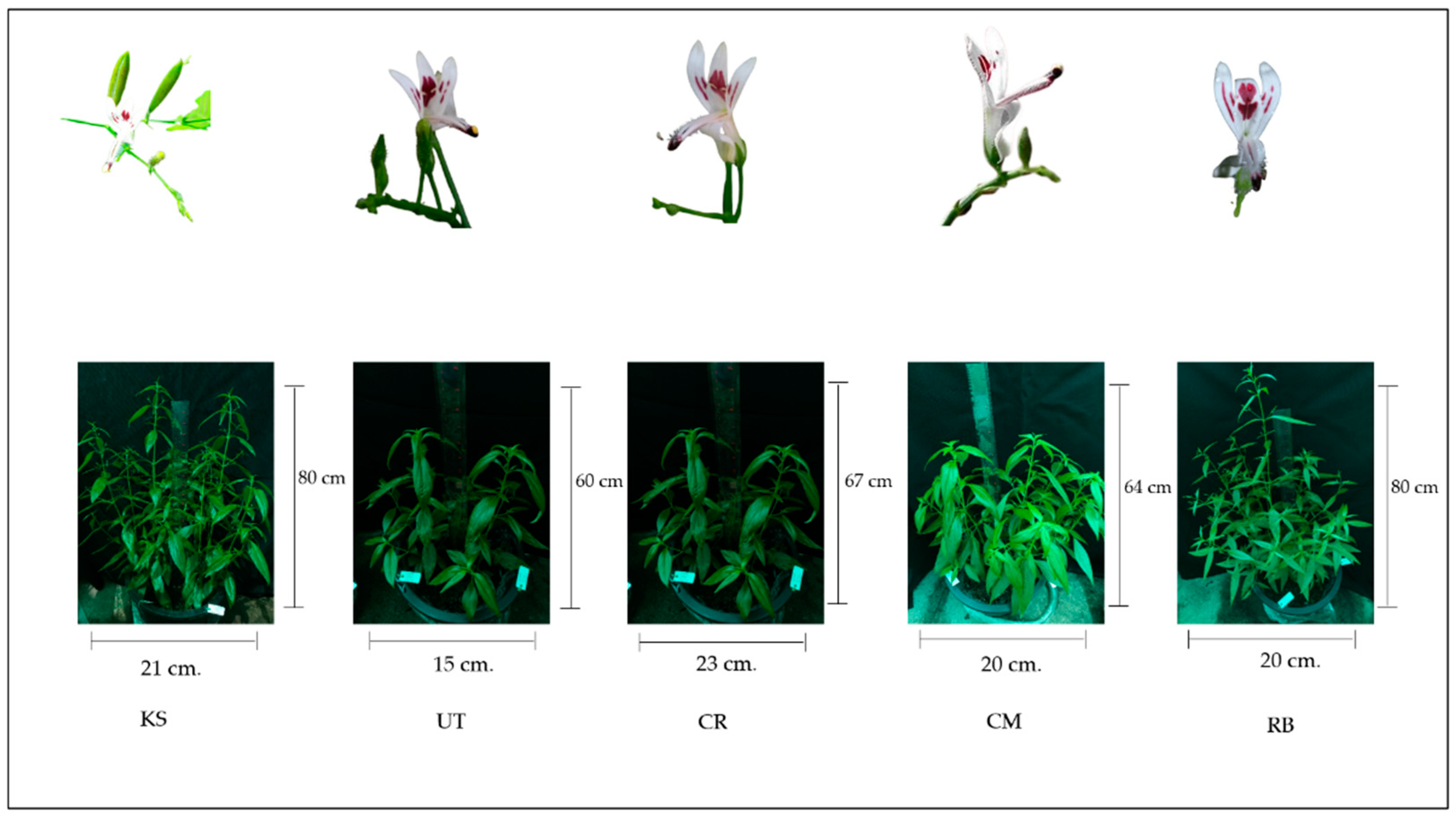 Horticulturae 08 00978 g001 Horticulturae 08 00978 g001