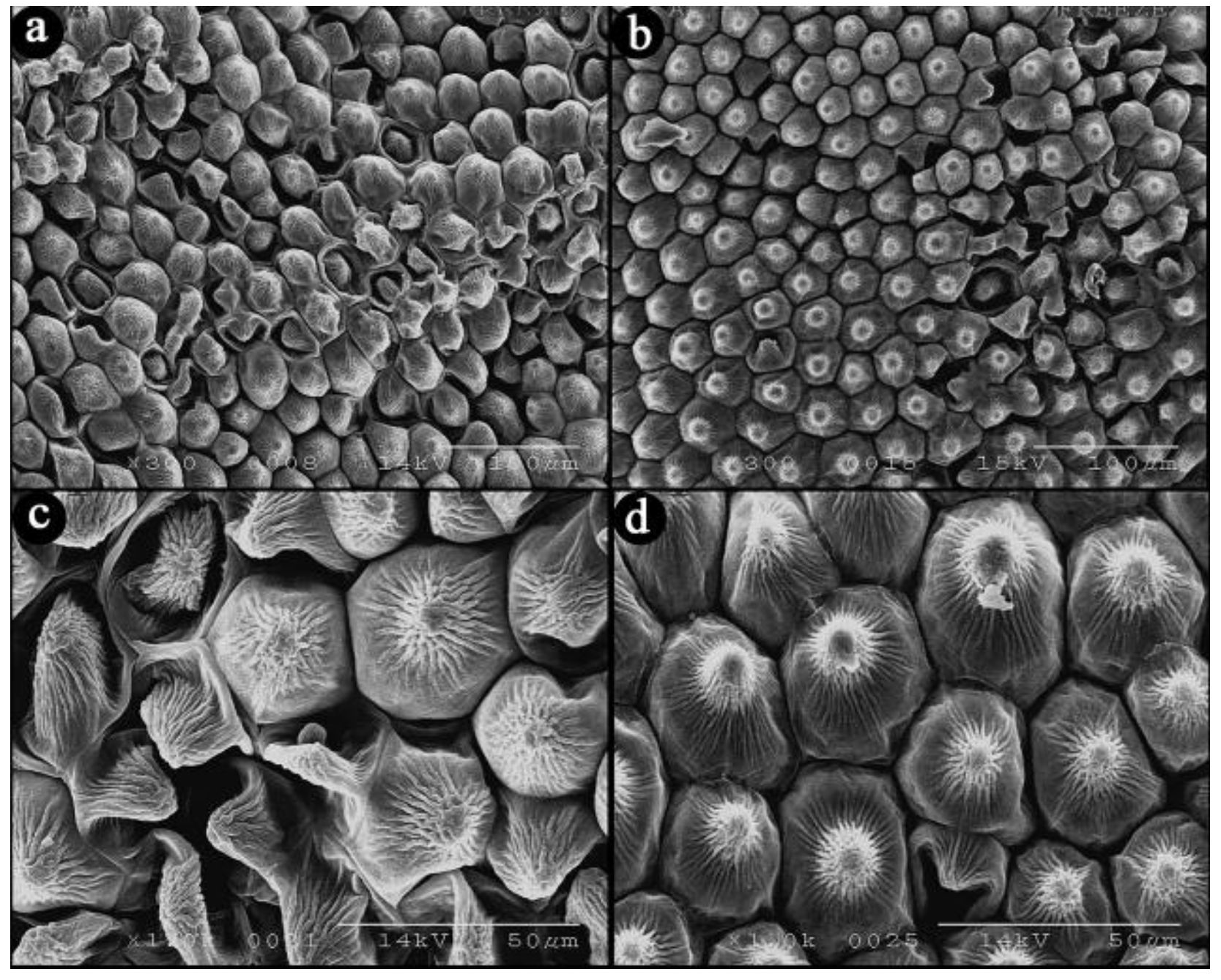 Horticulturae 08 00980 g006