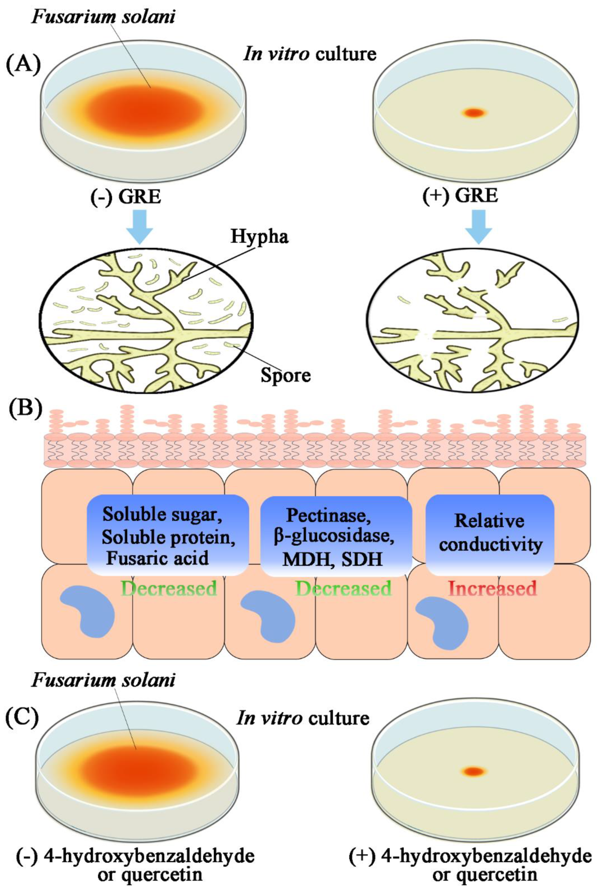 Horticulturae 08 00983 g008 Horticulturae 08 00983 g008