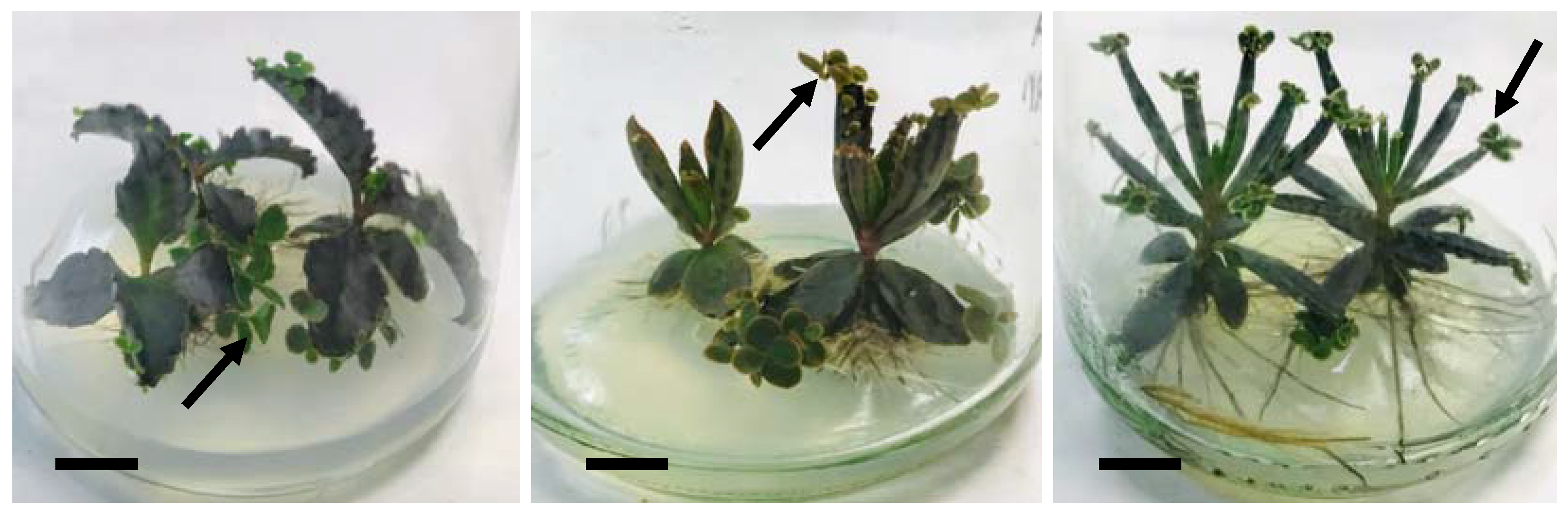 Horticulturae 08 00987 g001 Horticulturae 08 00987 g001