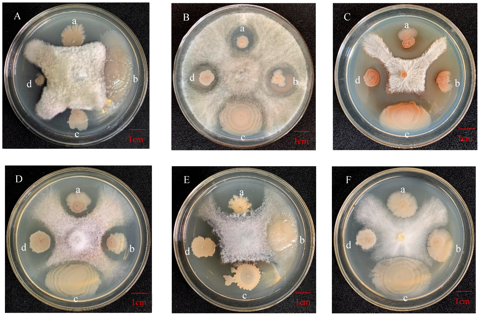 Horticulturae 08 00991 g003