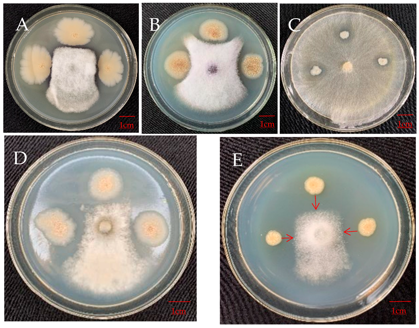 Horticulturae 08 00991 g004