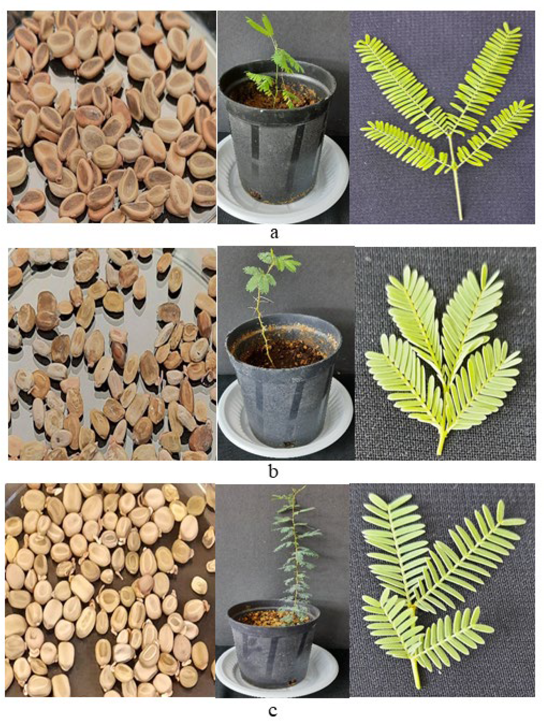 Horticulturae 08 00994 g001