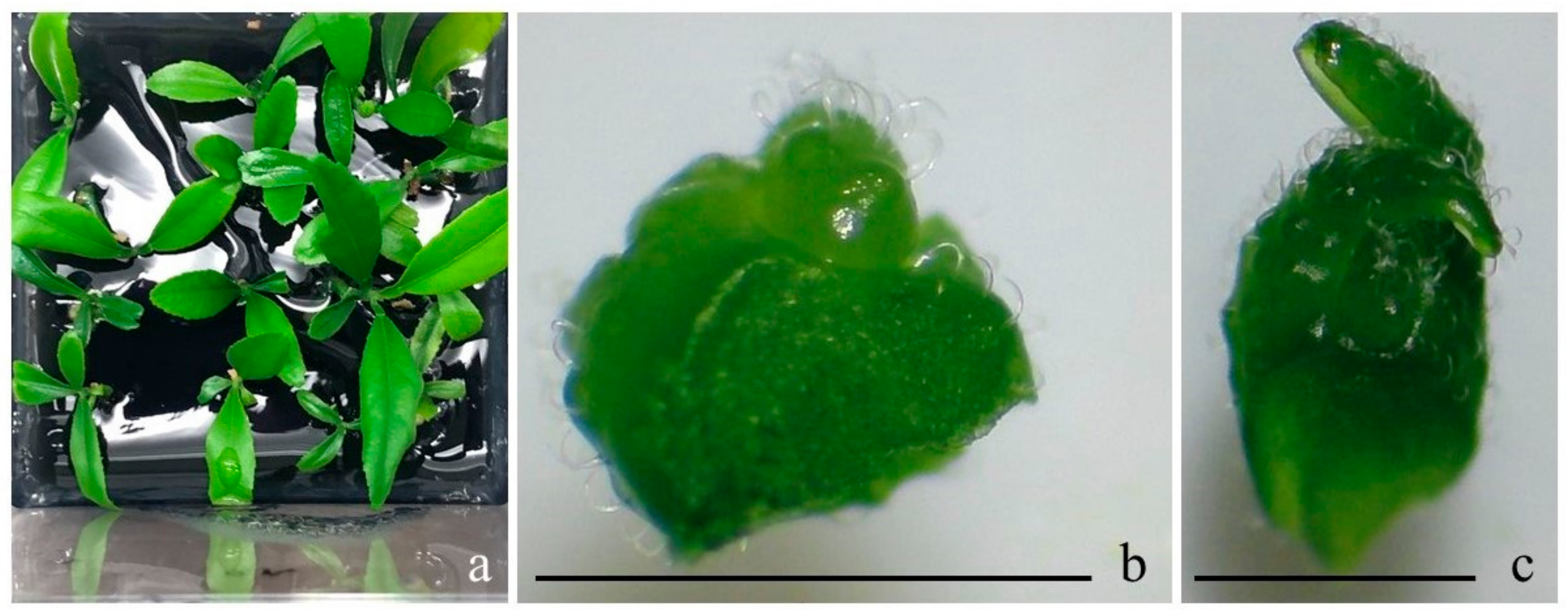 Horticulturae 08 00995 g001