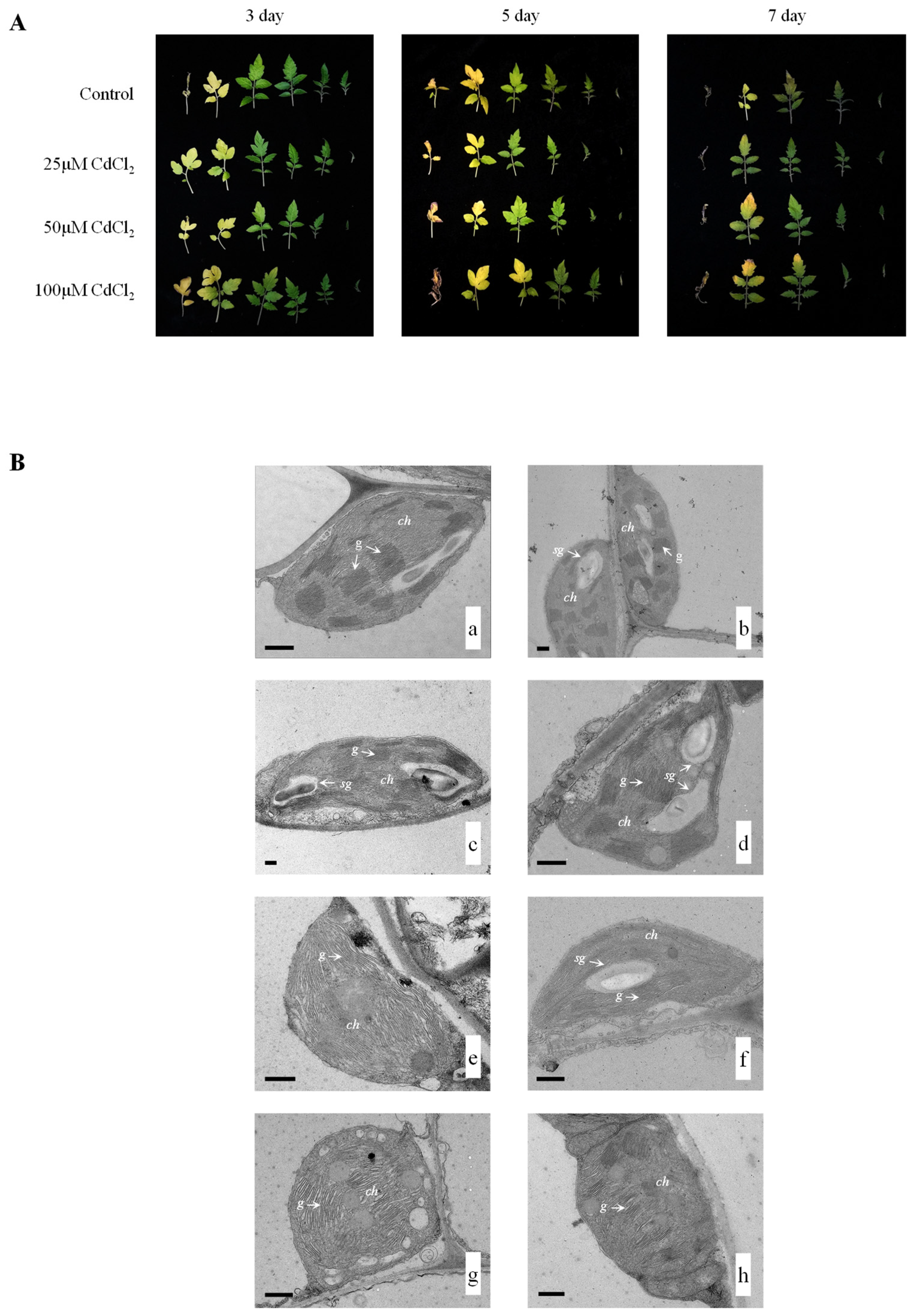 Horticulturae 08 01002 g001 Horticulturae 08 01002 g001