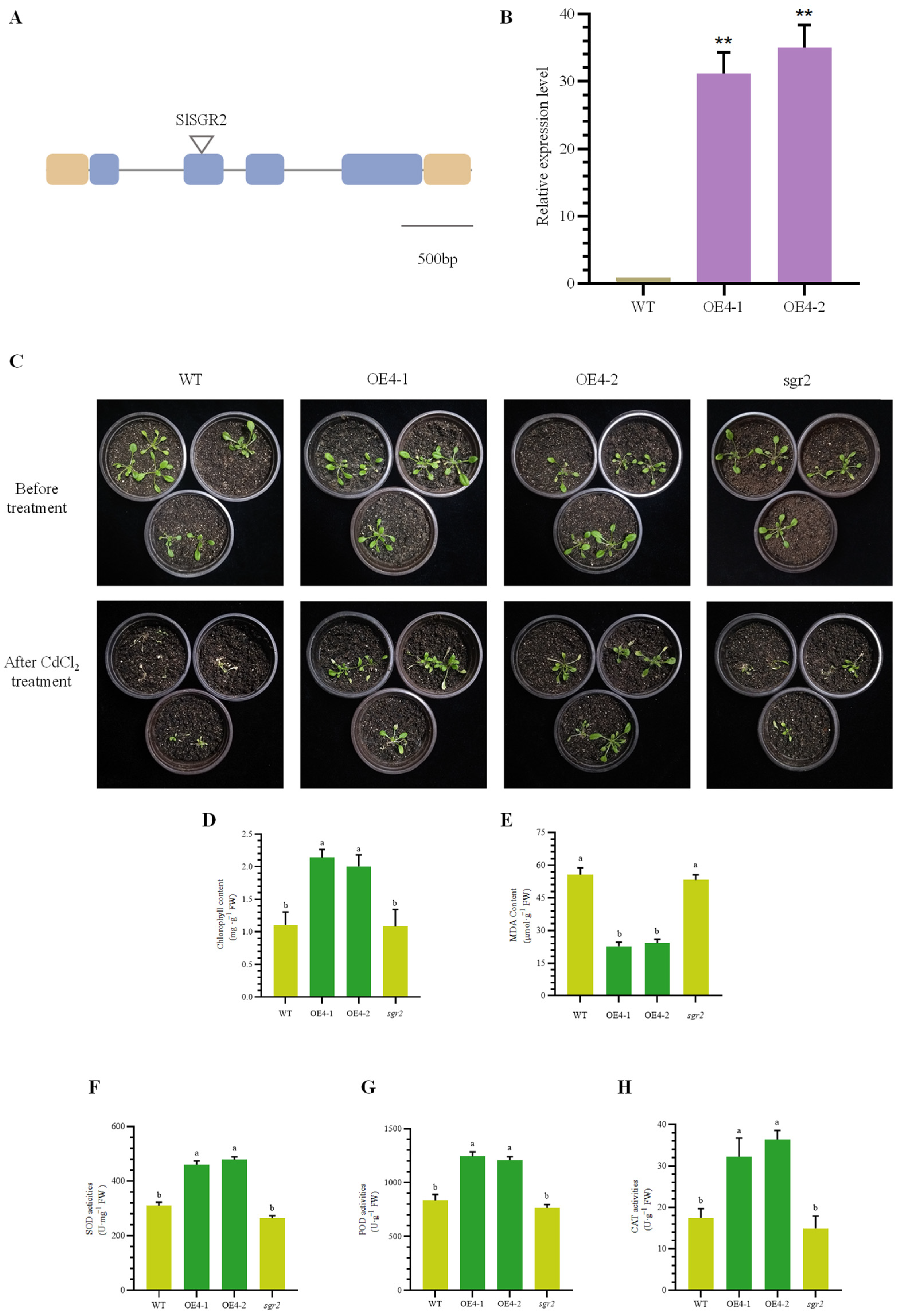 Horticulturae 08 01002 g008 Horticulturae 08 01002 g008