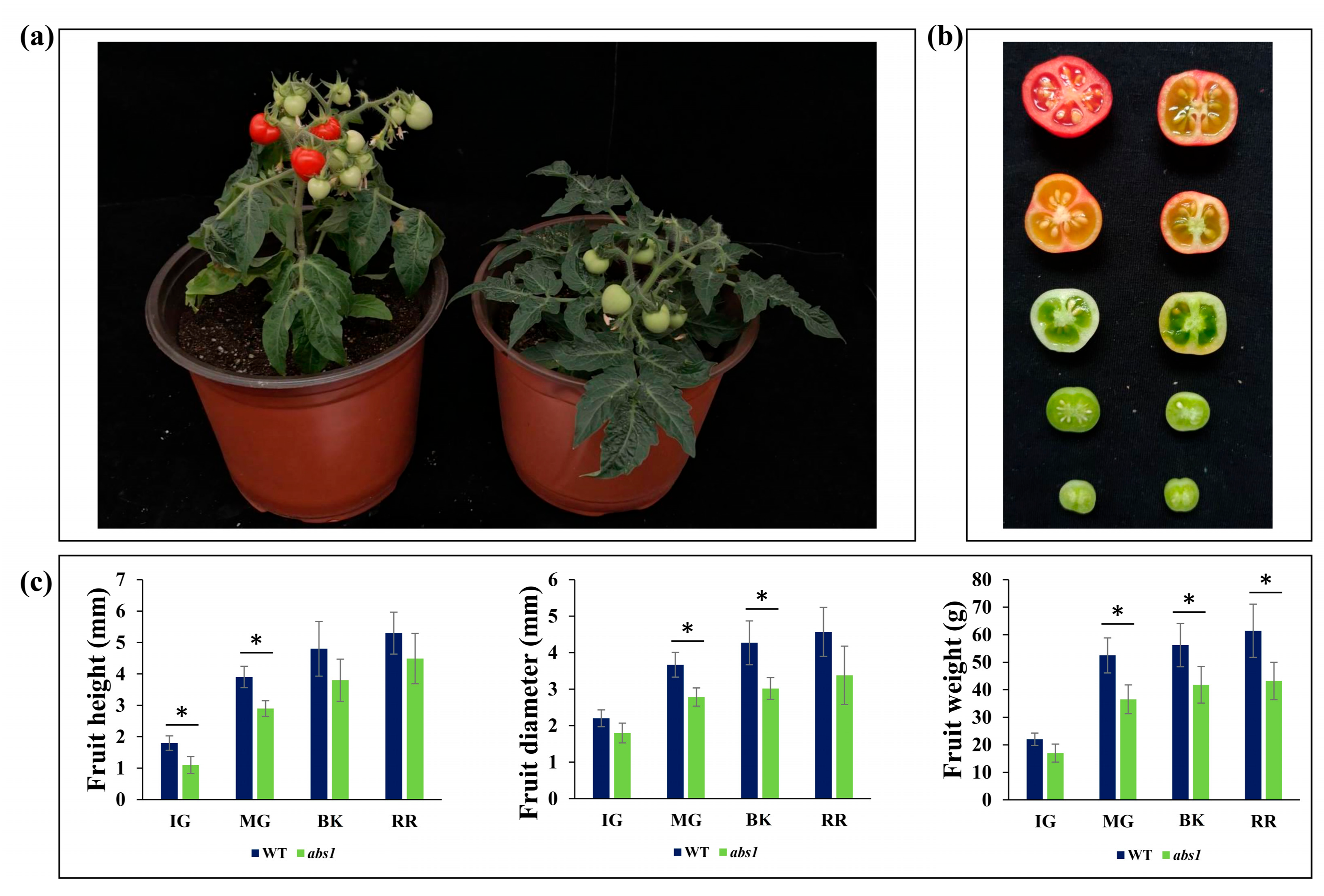 Horticulturae 08 01008 g004 Horticulturae 08 01008 g004