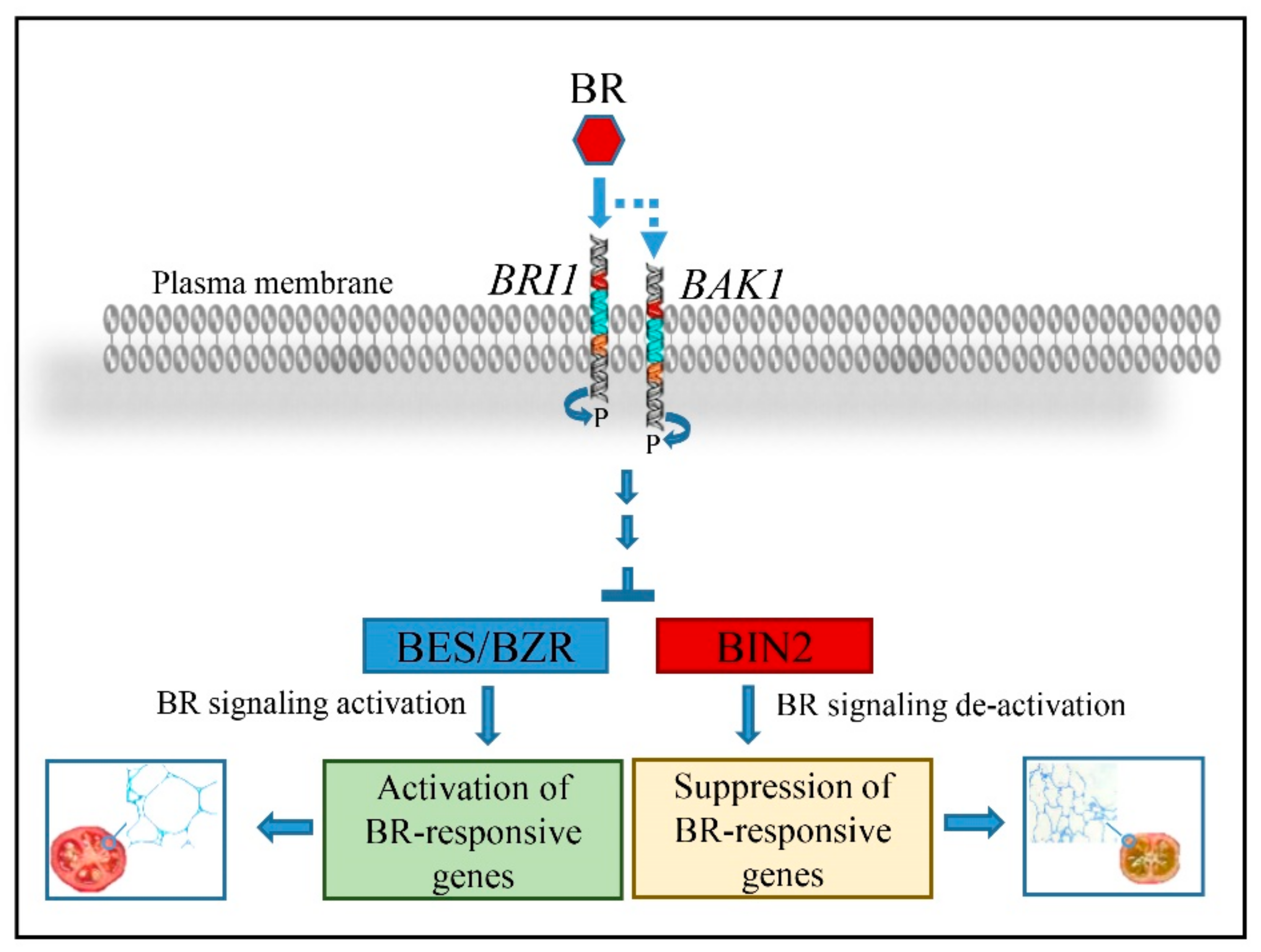 Horticulturae 08 01008 g007 Horticulturae 08 01008 g007