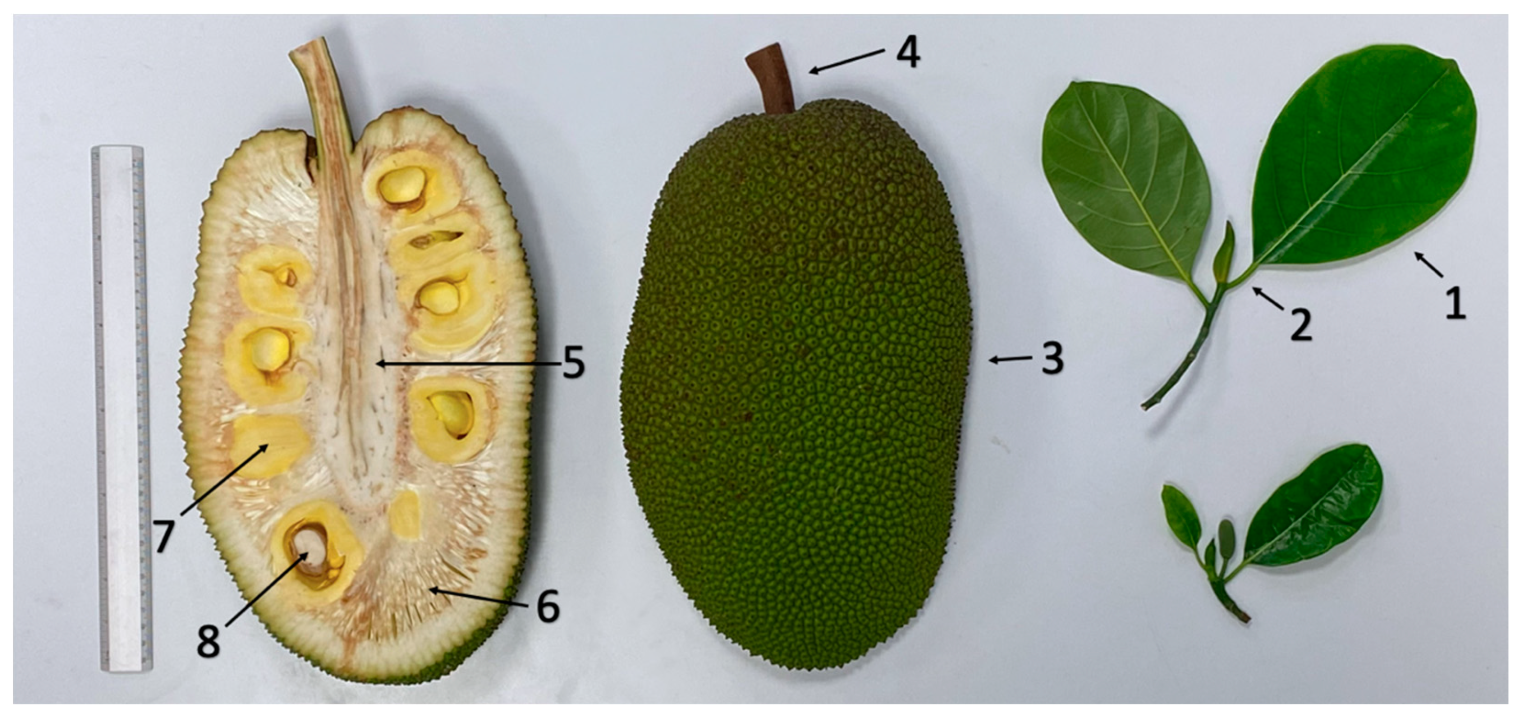 Horticulturae 08 01010 g001 Horticulturae 08 01010 g001