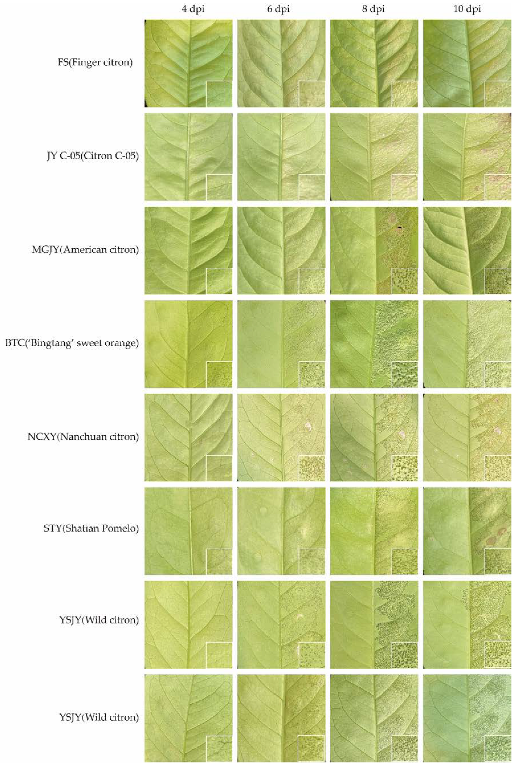 Horticulturae 08 01012 g001