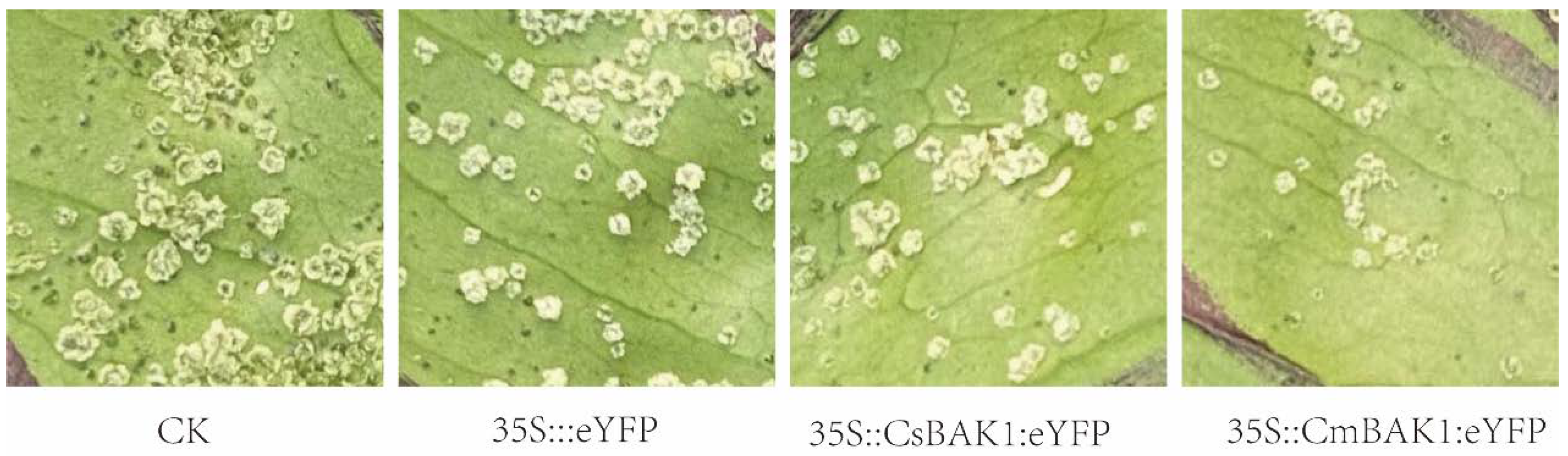 Horticulturae 08 01012 g005