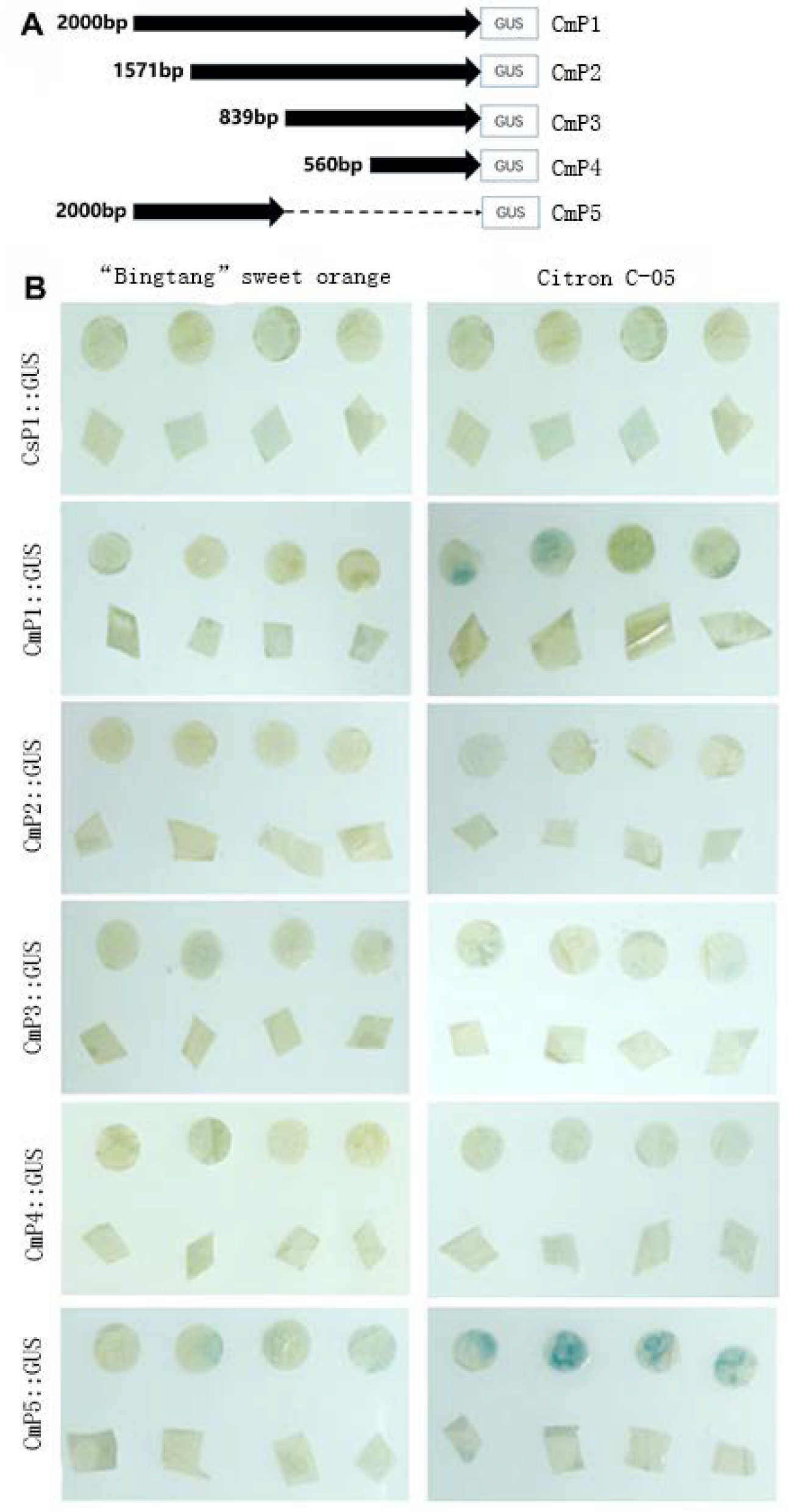 Horticulturae 08 01012 g007