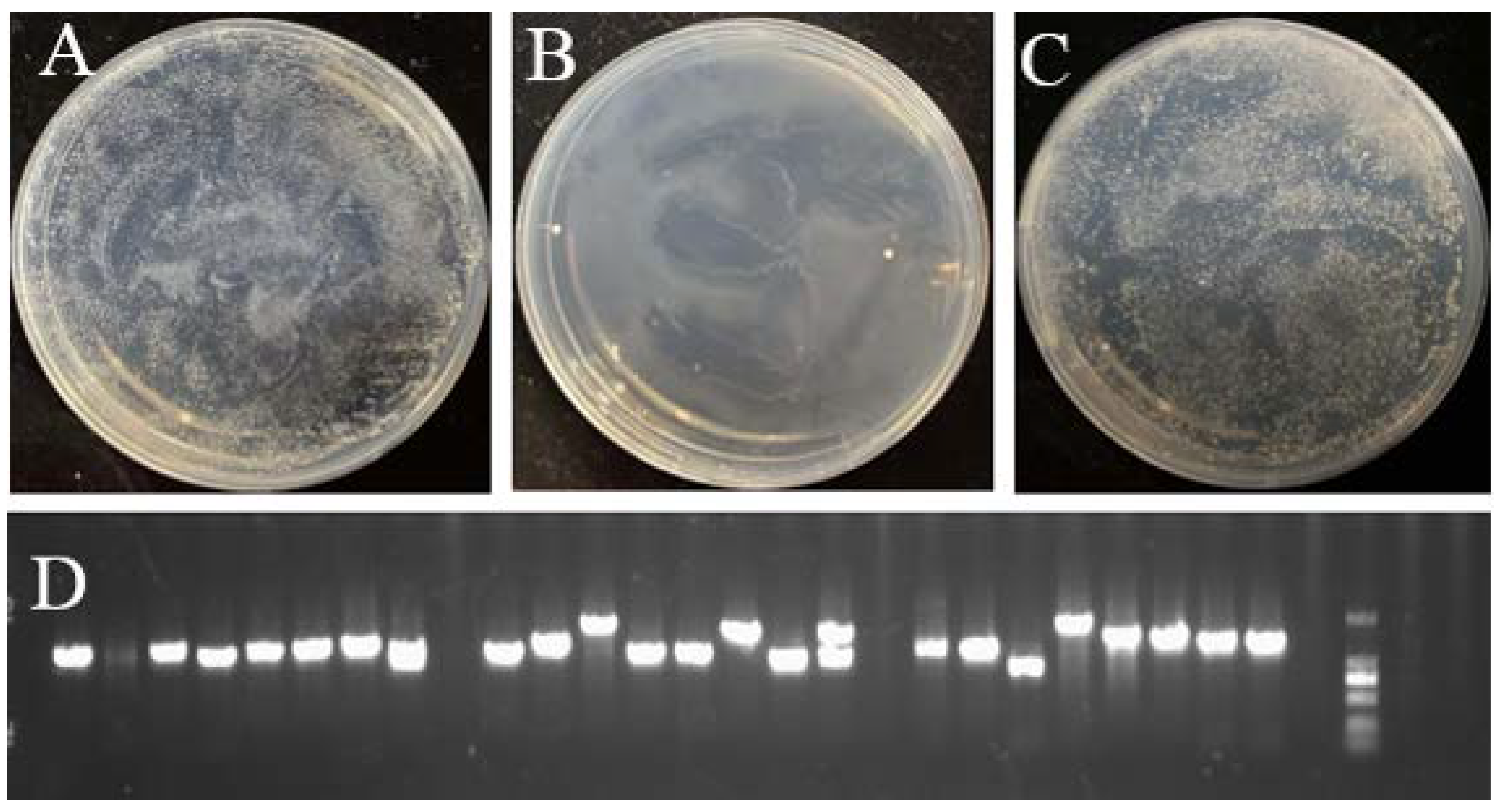 Horticulturae 08 01012 g008