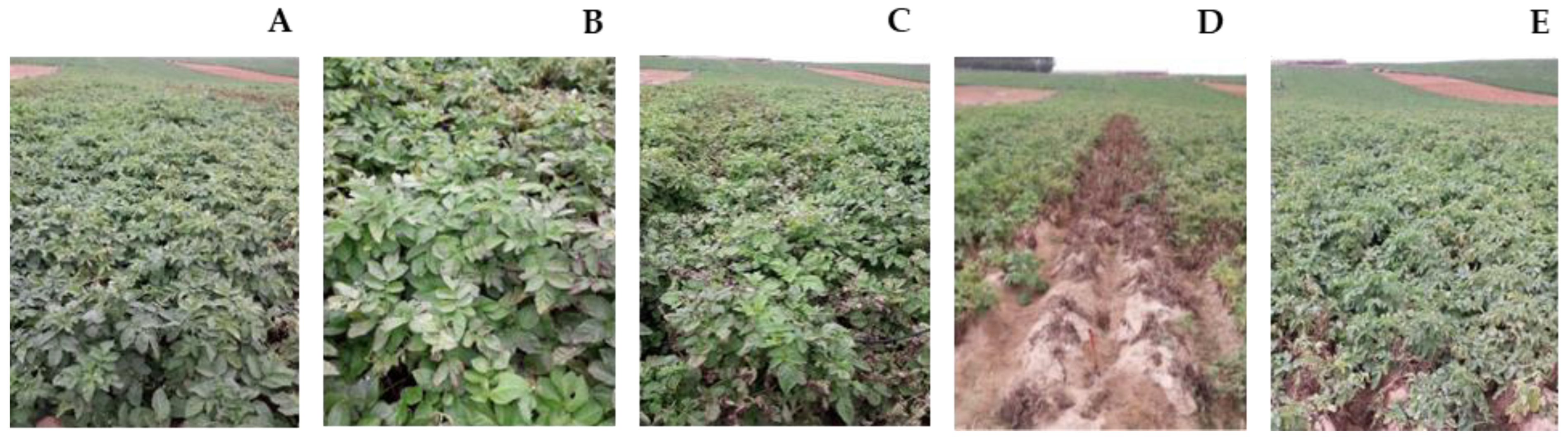 Horticulturae 08 01020 g003 Horticulturae 08 01020 g003