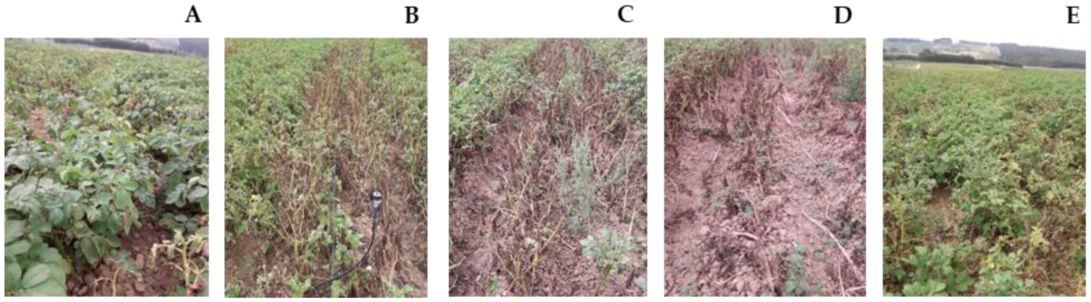 Horticulturae 08 01020 g004 Horticulturae 08 01020 g004