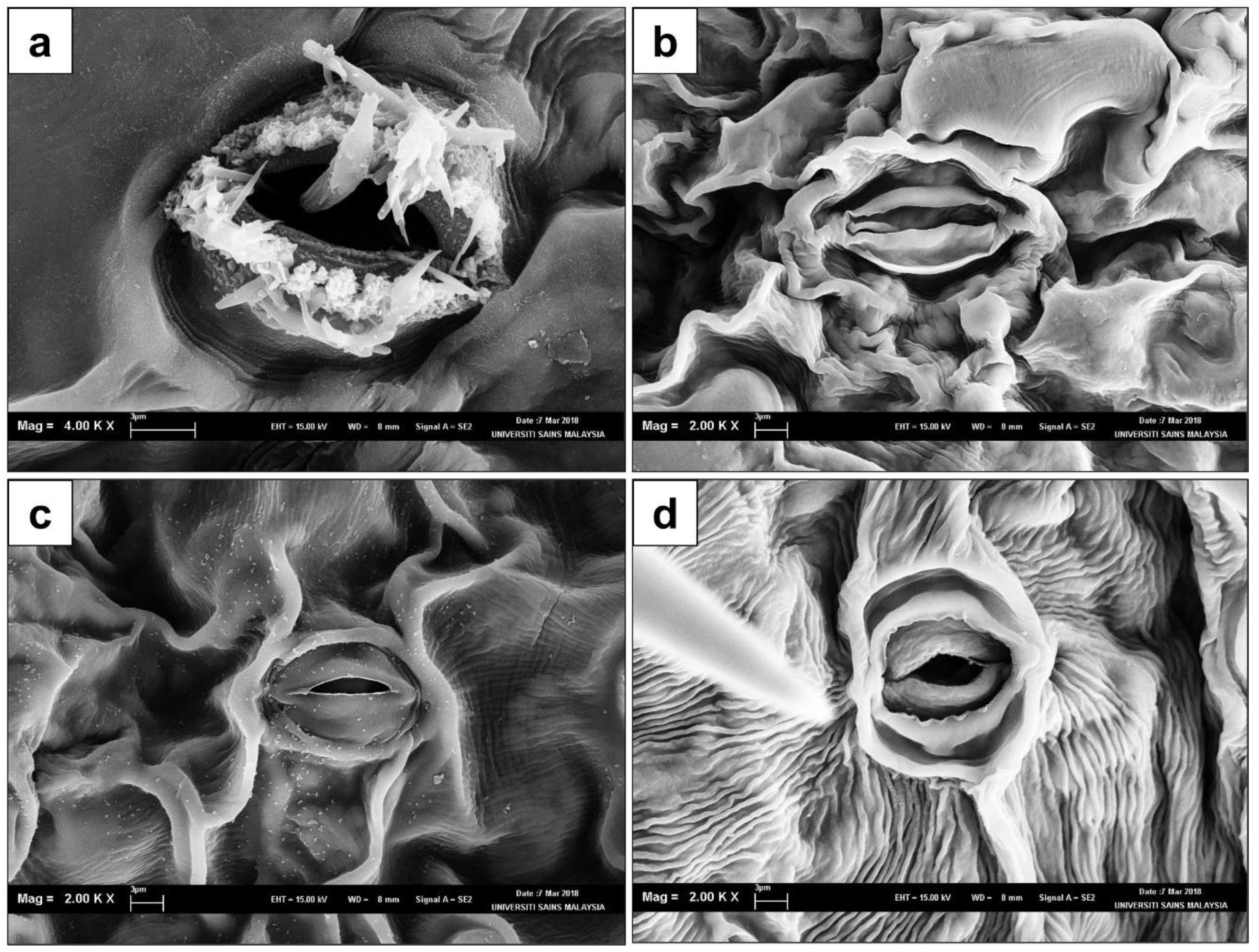 Horticulturae 08 01025 g004 Horticulturae 08 01025 g004