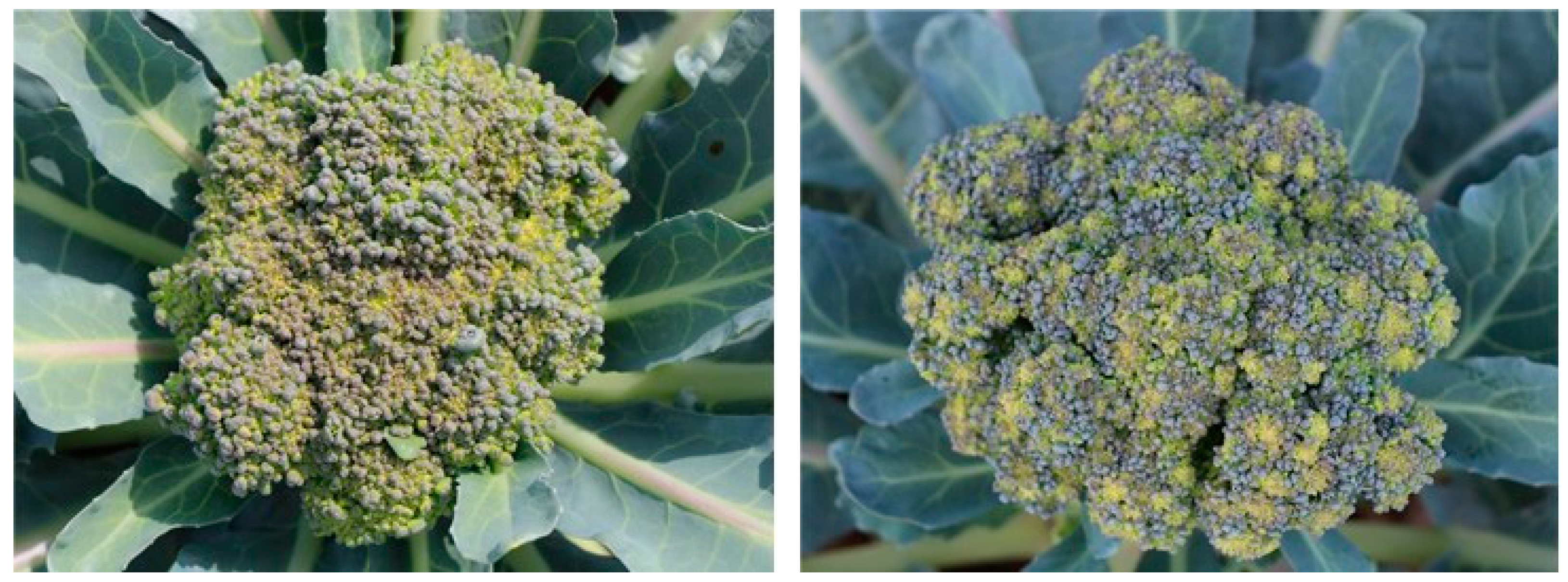 Horticulturae 08 01032 g002b