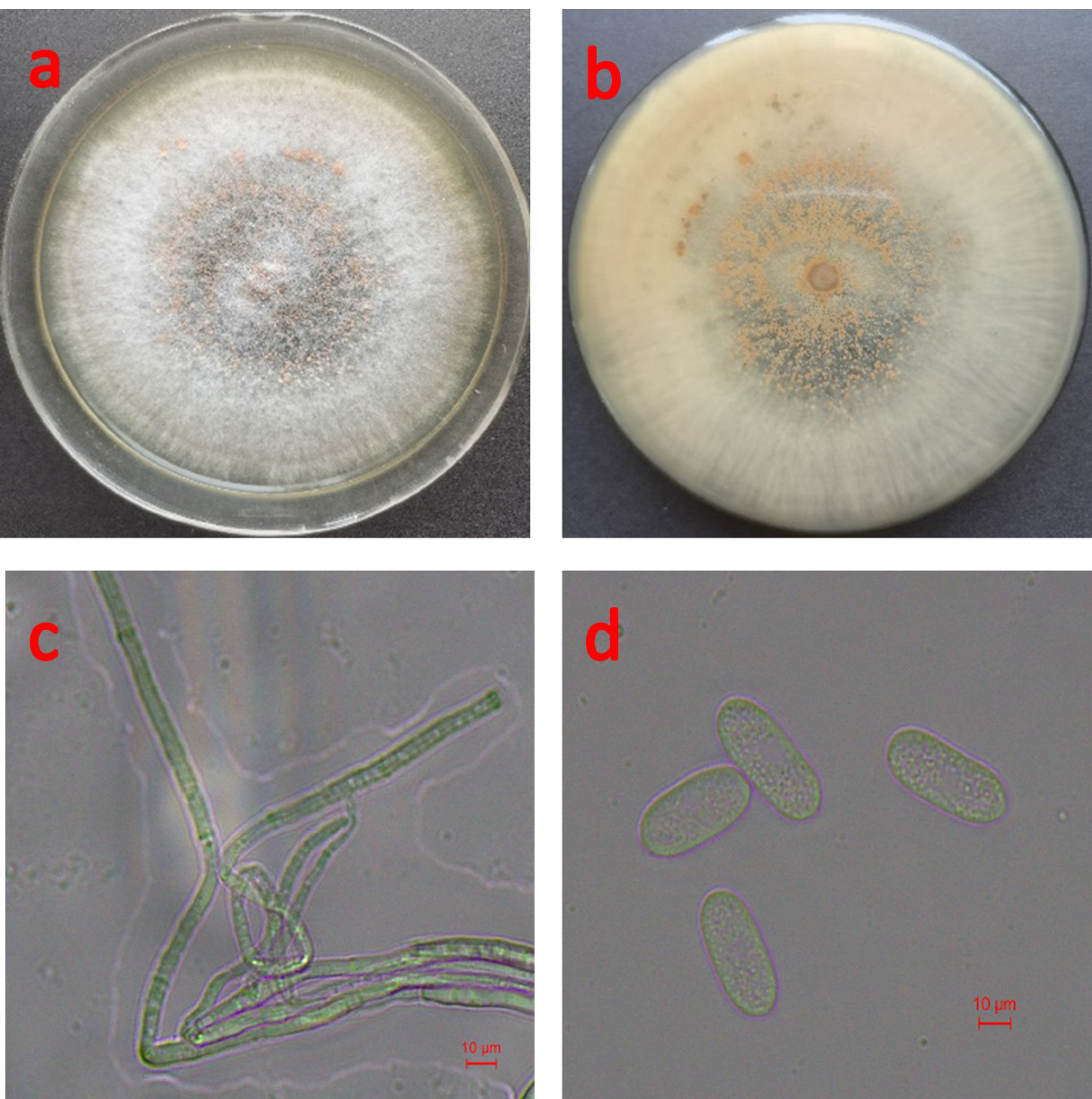 Horticulturae 08 01036 g003 Horticulturae 08 01036 g003