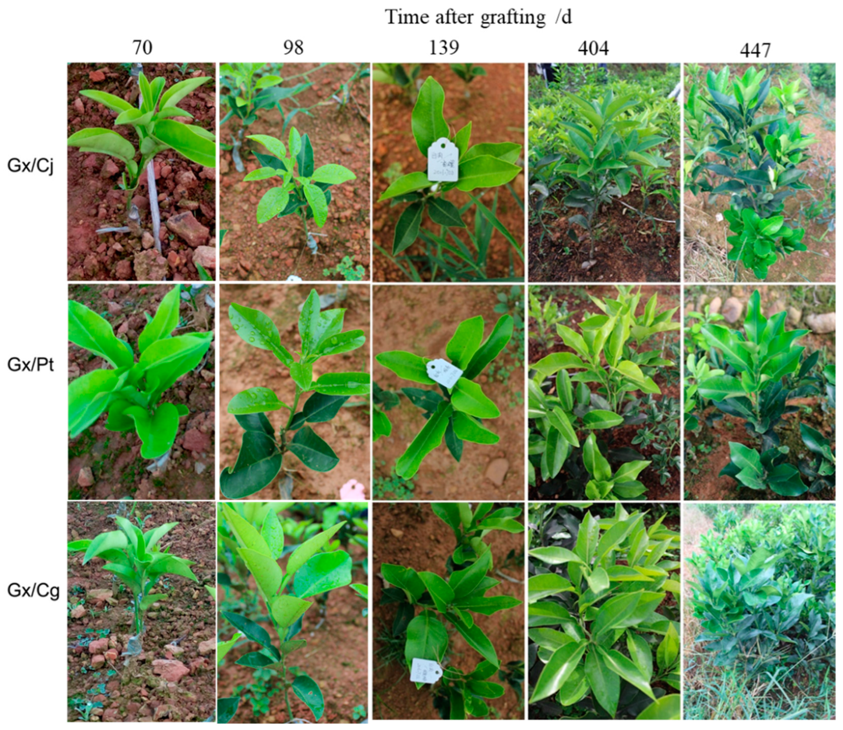 Horticulturae 08 01039 g001 Horticulturae 08 01039 g001