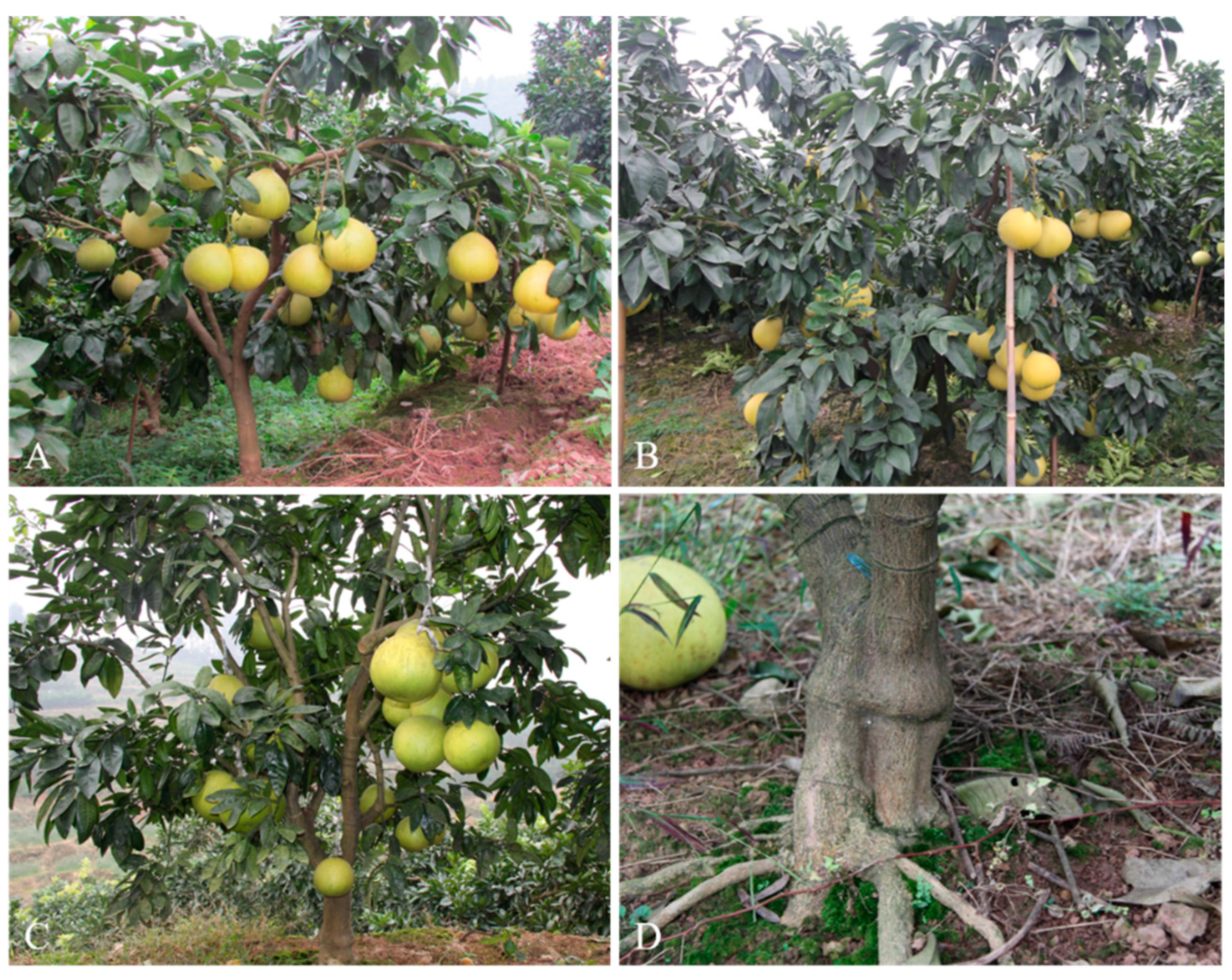 Horticulturae 08 01039 g005 Horticulturae 08 01039 g005