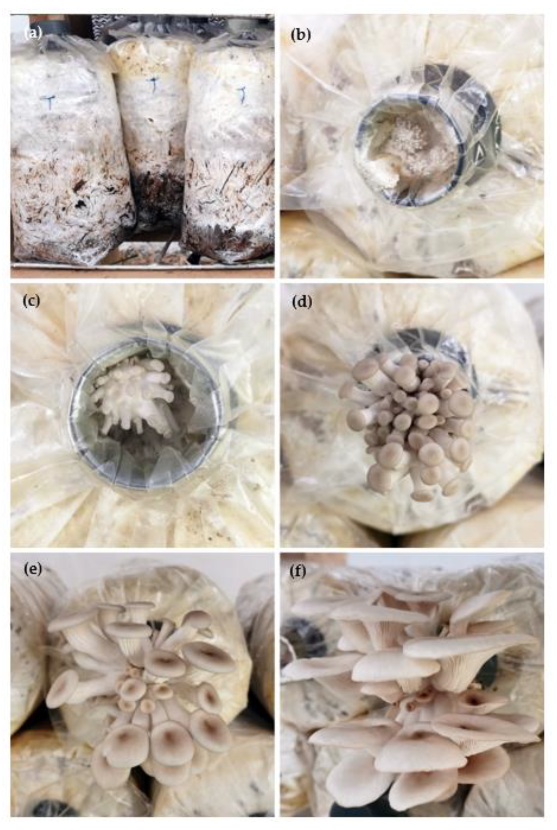 Horticulturae 08 01040 g001 Horticulturae 08 01040 g001