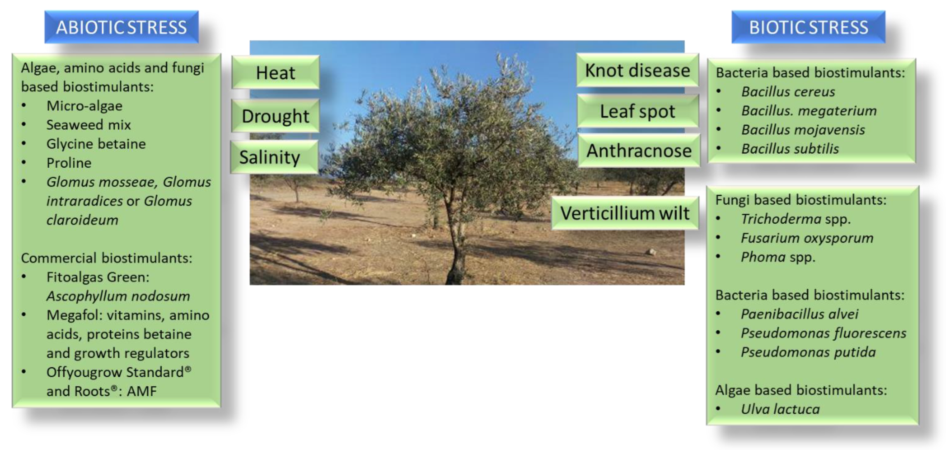 Horticulturae 08 01048 g001 Horticulturae 08 01048 g001