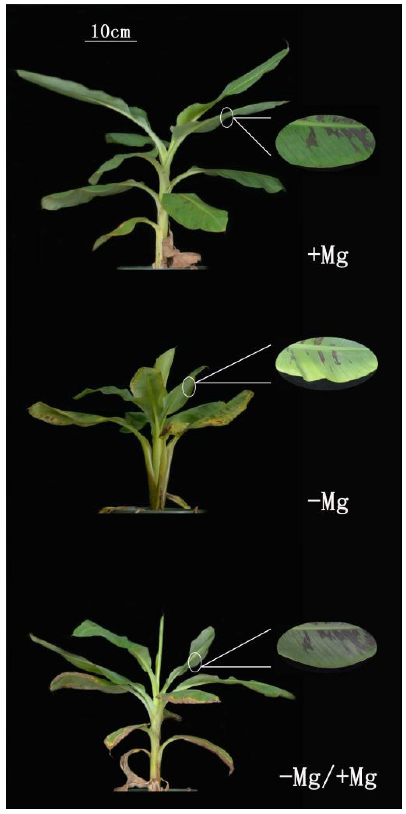 Horticulturae 08 01050 g001 Horticulturae 08 01050 g001