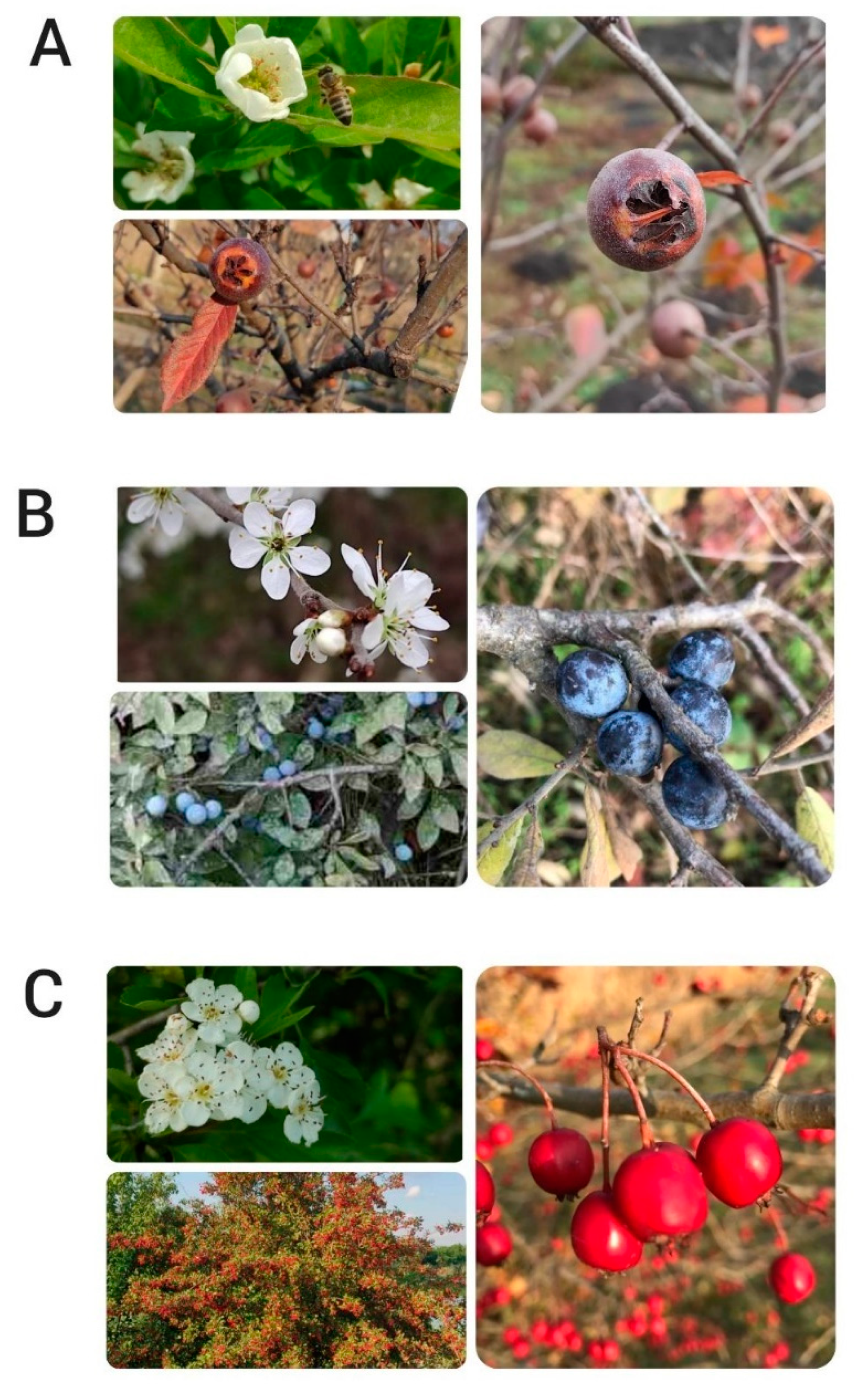 Horticulturae 08 01053 g001 Horticulturae 08 01053 g001