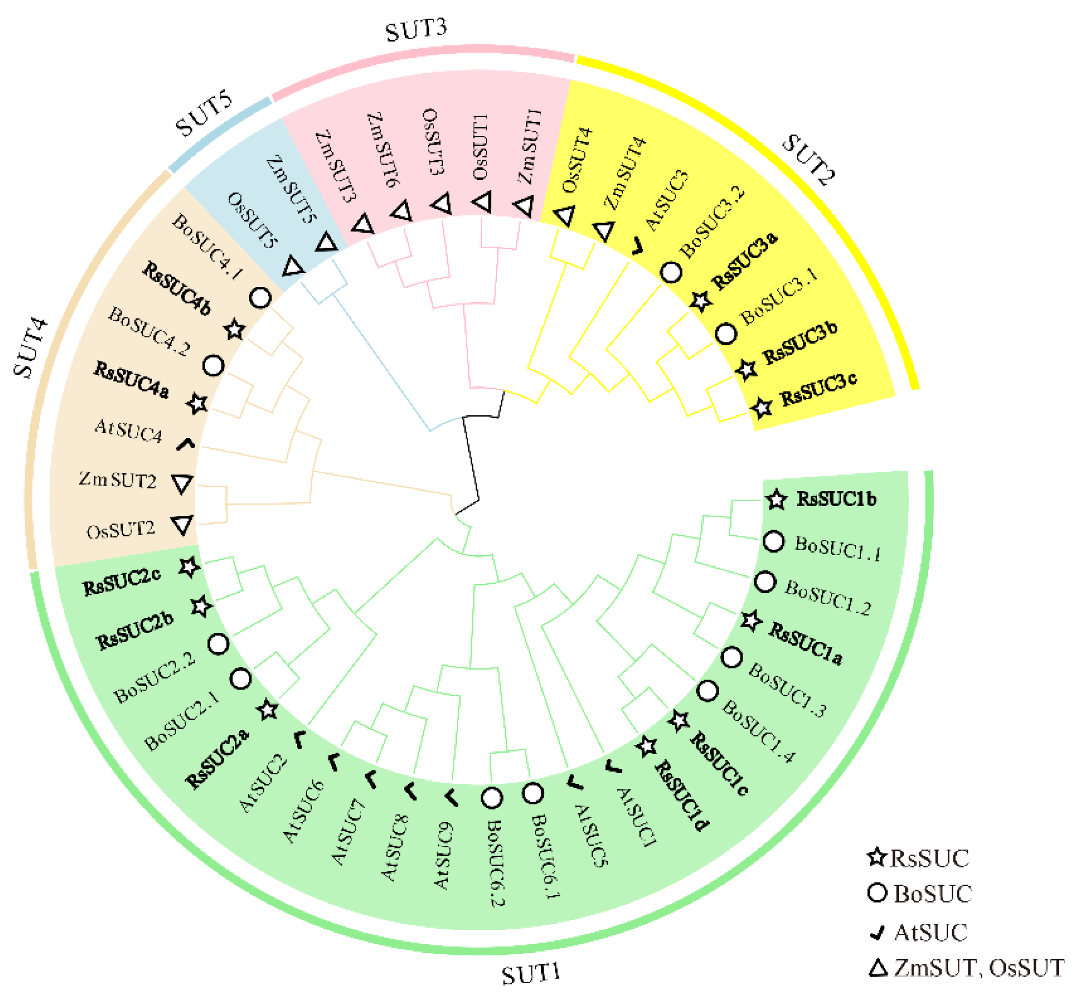 Genome-Wide Identification of Sucrose Transporter Genes and