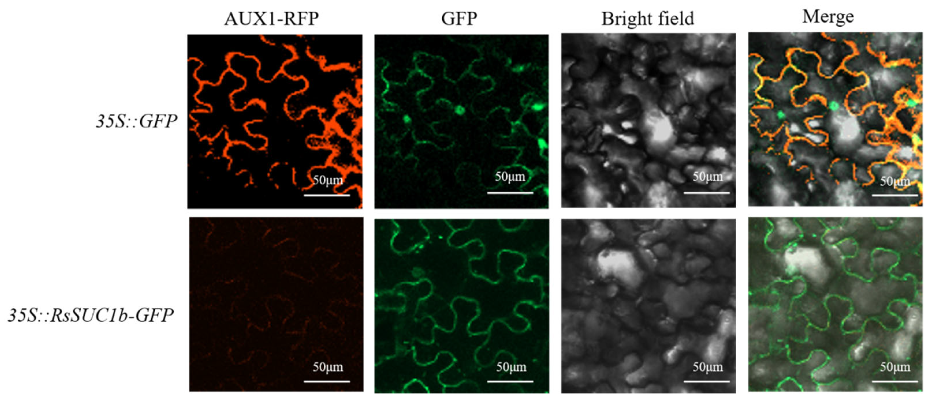 Safer Lithium‐Ion Batteries from the Separator Aspect
