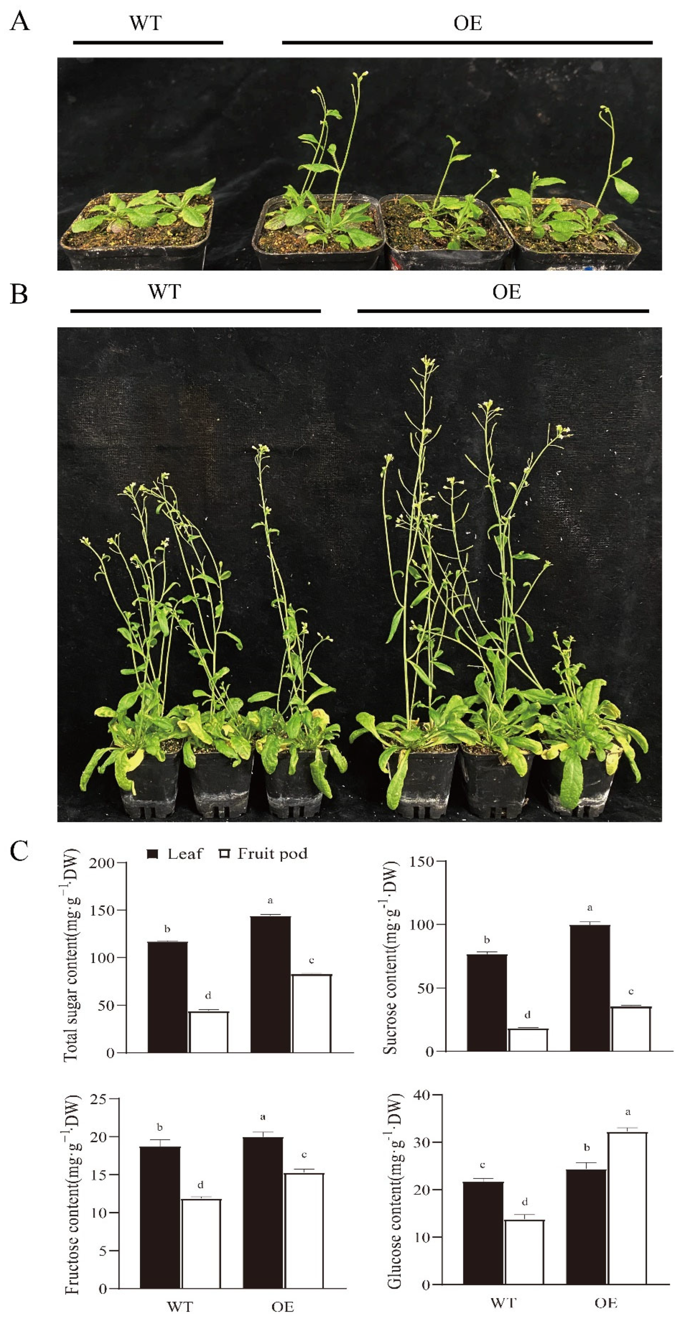Horticulturae 08 01058 g006 Horticulturae 08 01058 g006