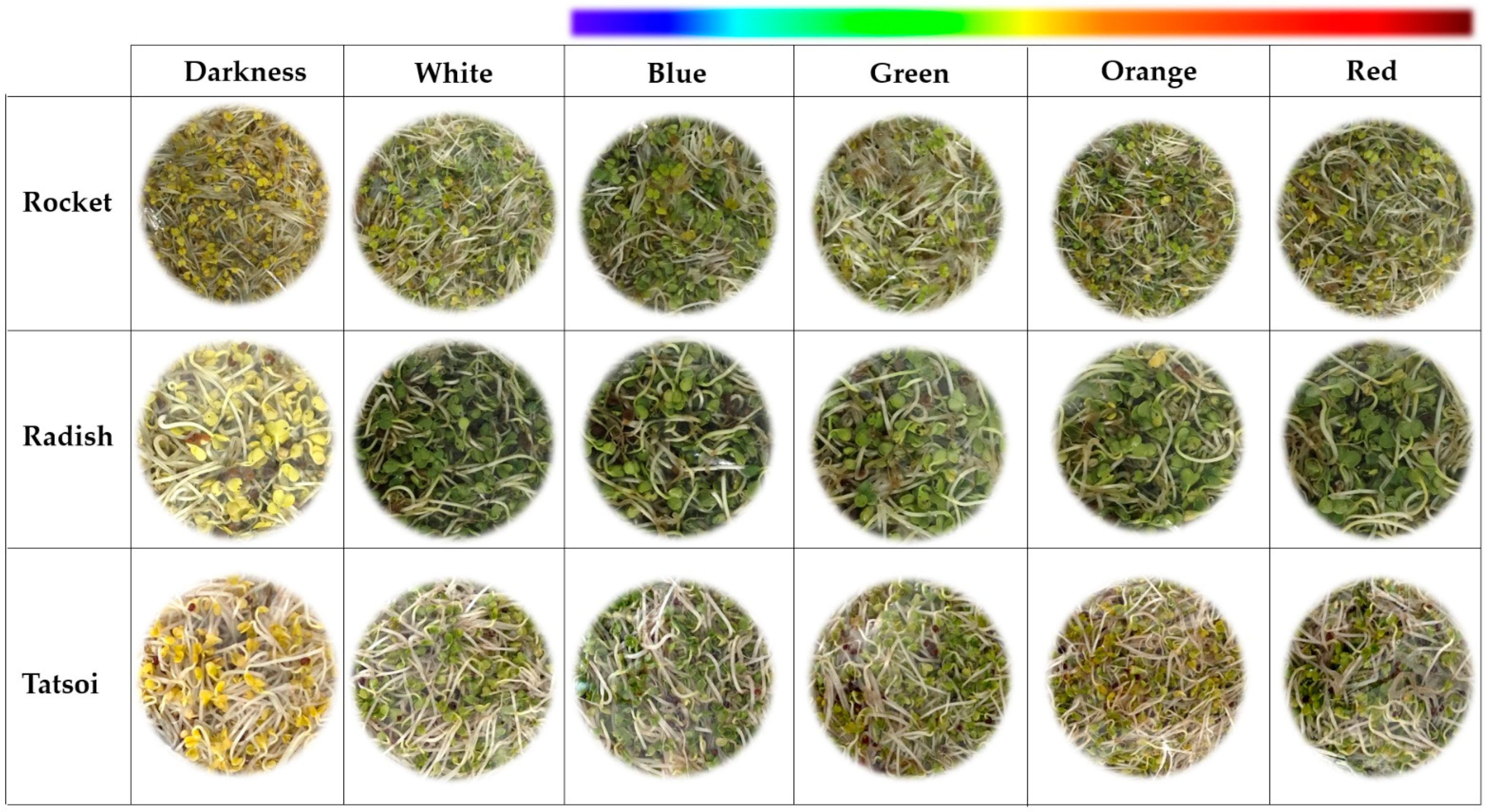 Horticulturae 08 01065 g003