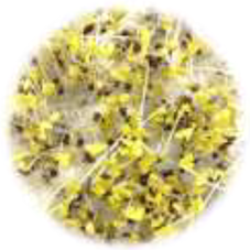 Horticulturae 08 01065 i001