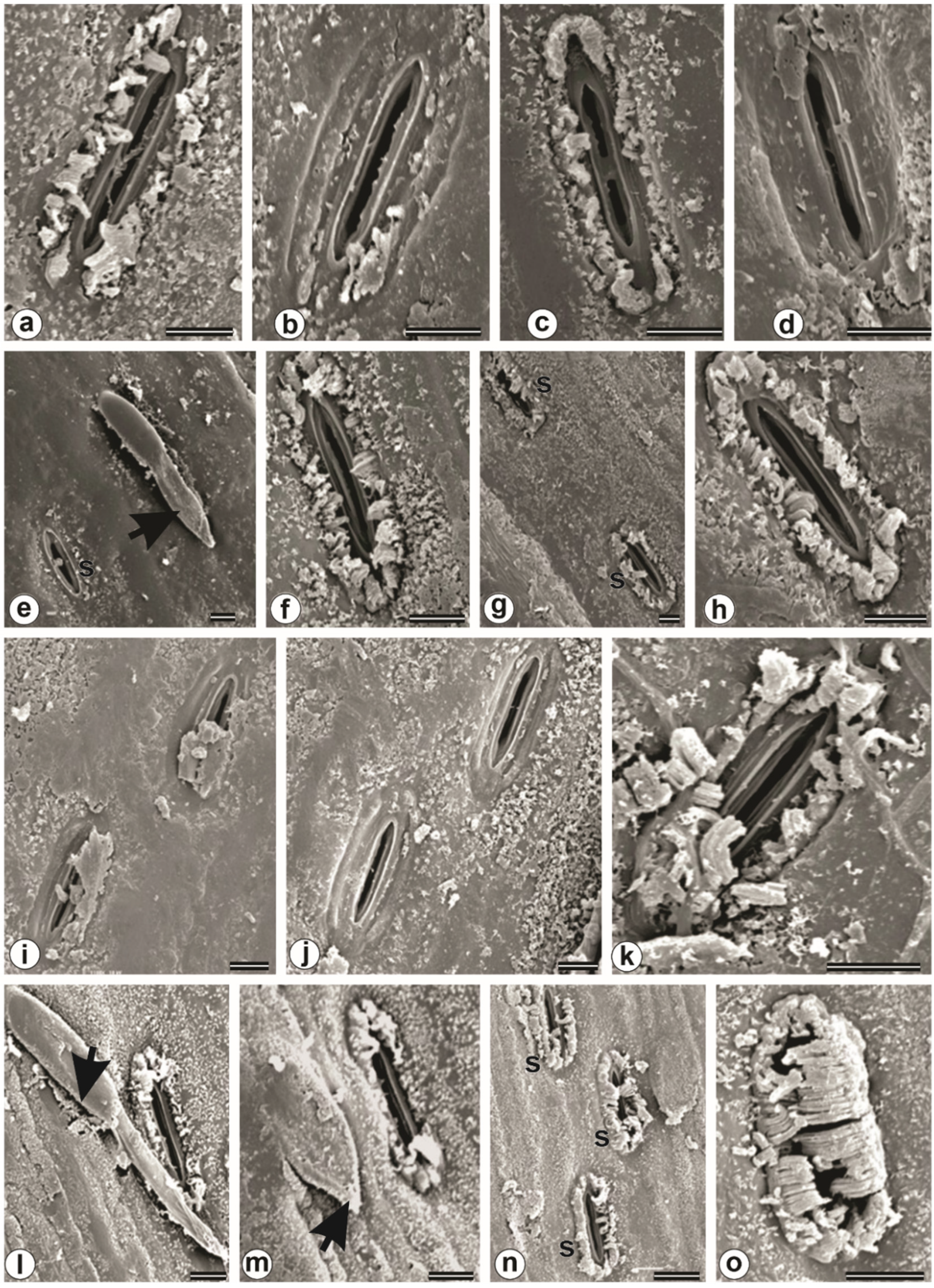 Horticulturae 08 01069 g010 Horticulturae 08 01069 g010