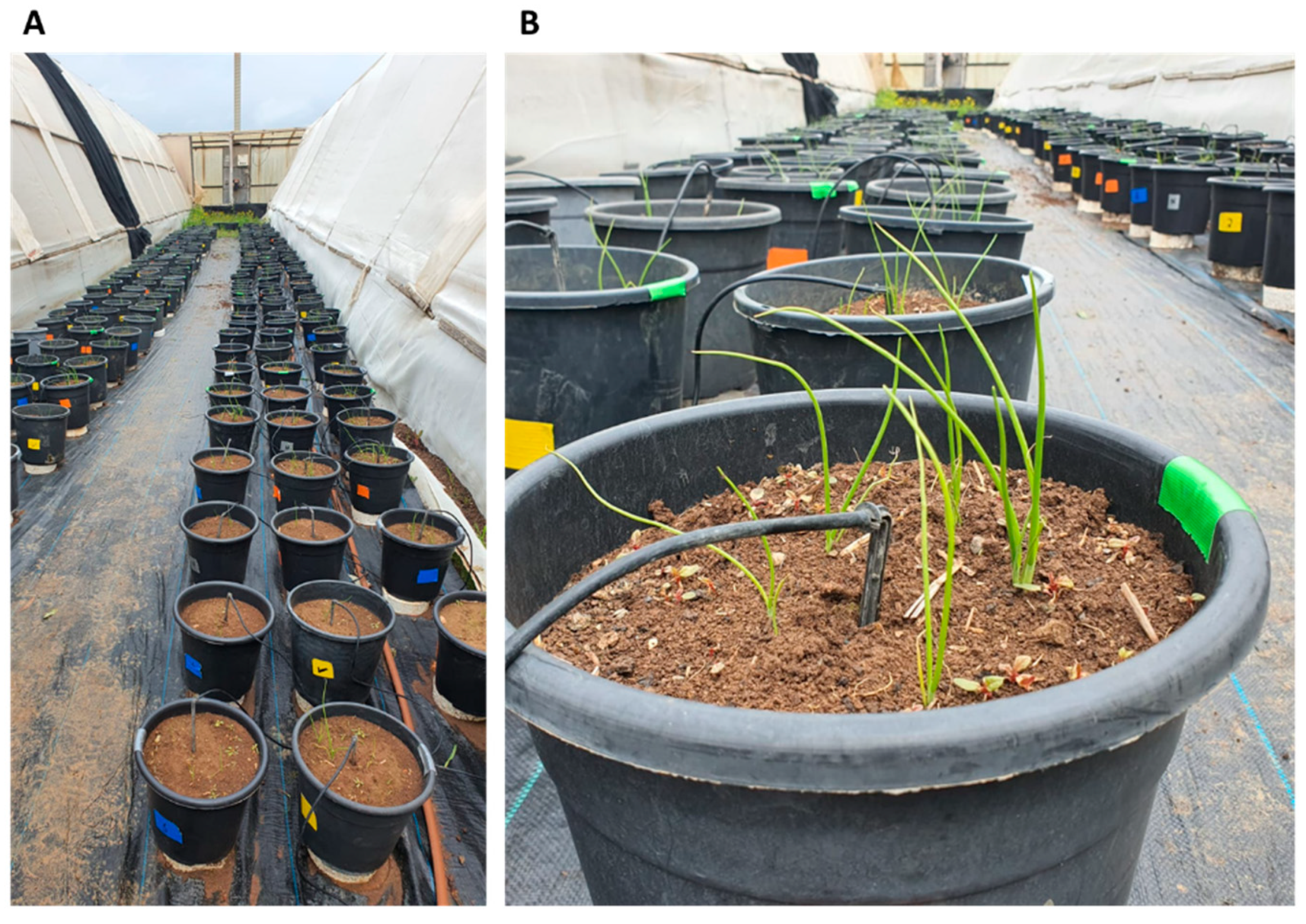 Horticulturae 08 01071 g002 Horticulturae 08 01071 g002