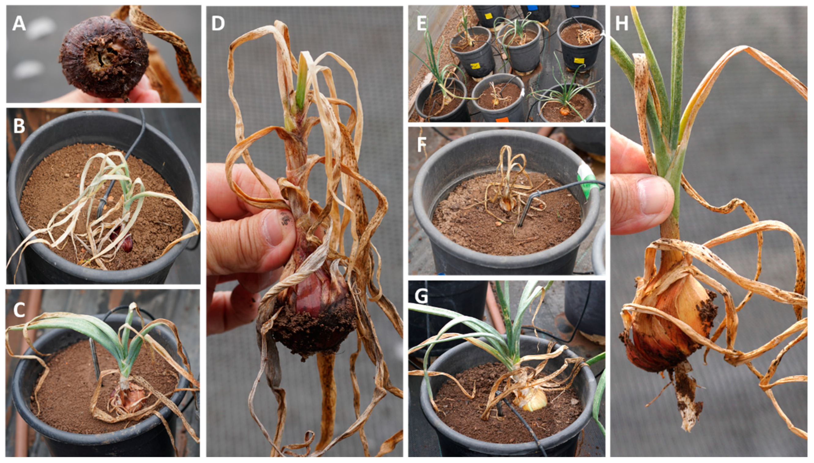 Horticulturae 08 01071 g006 Horticulturae 08 01071 g006