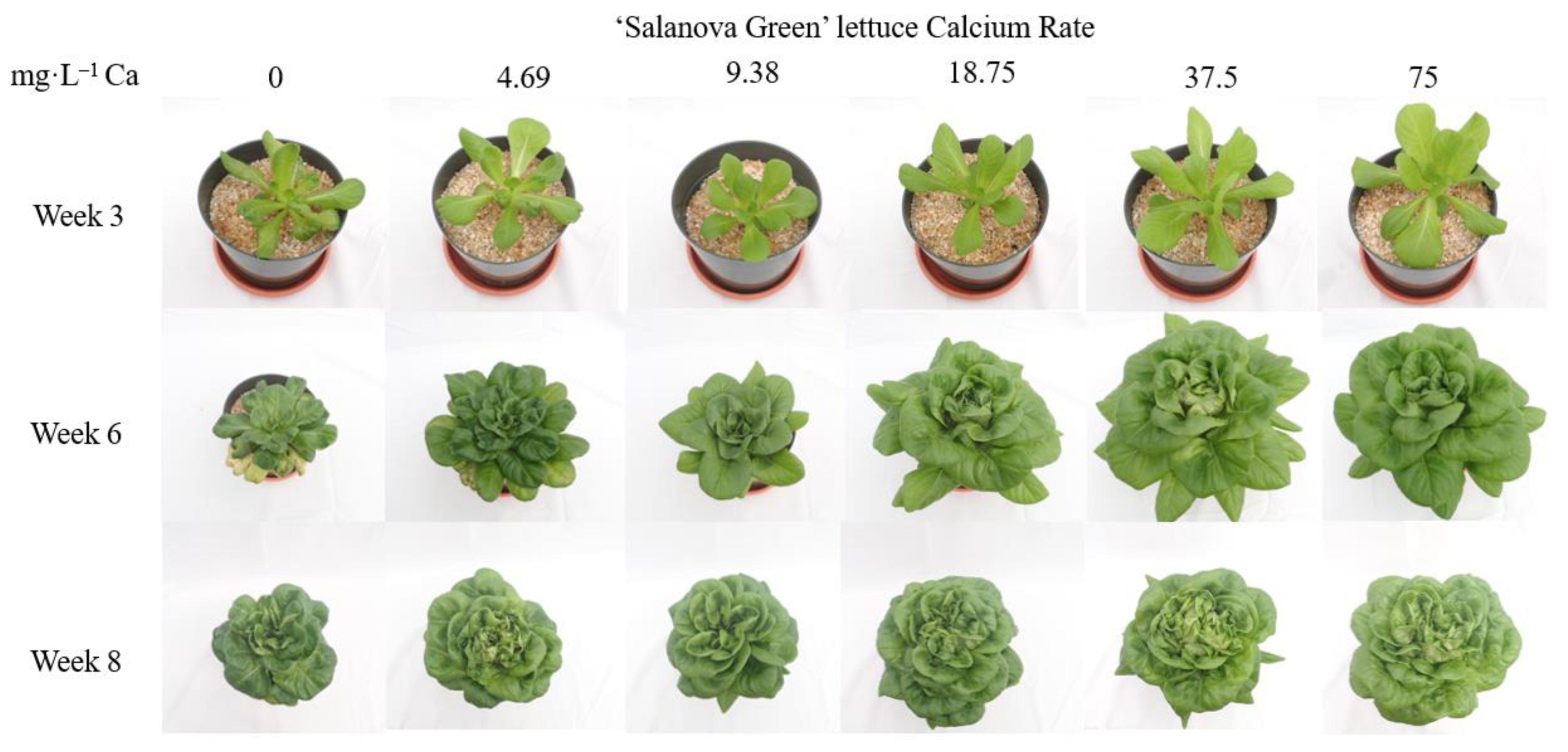 Horticulturae 08 01075 g004