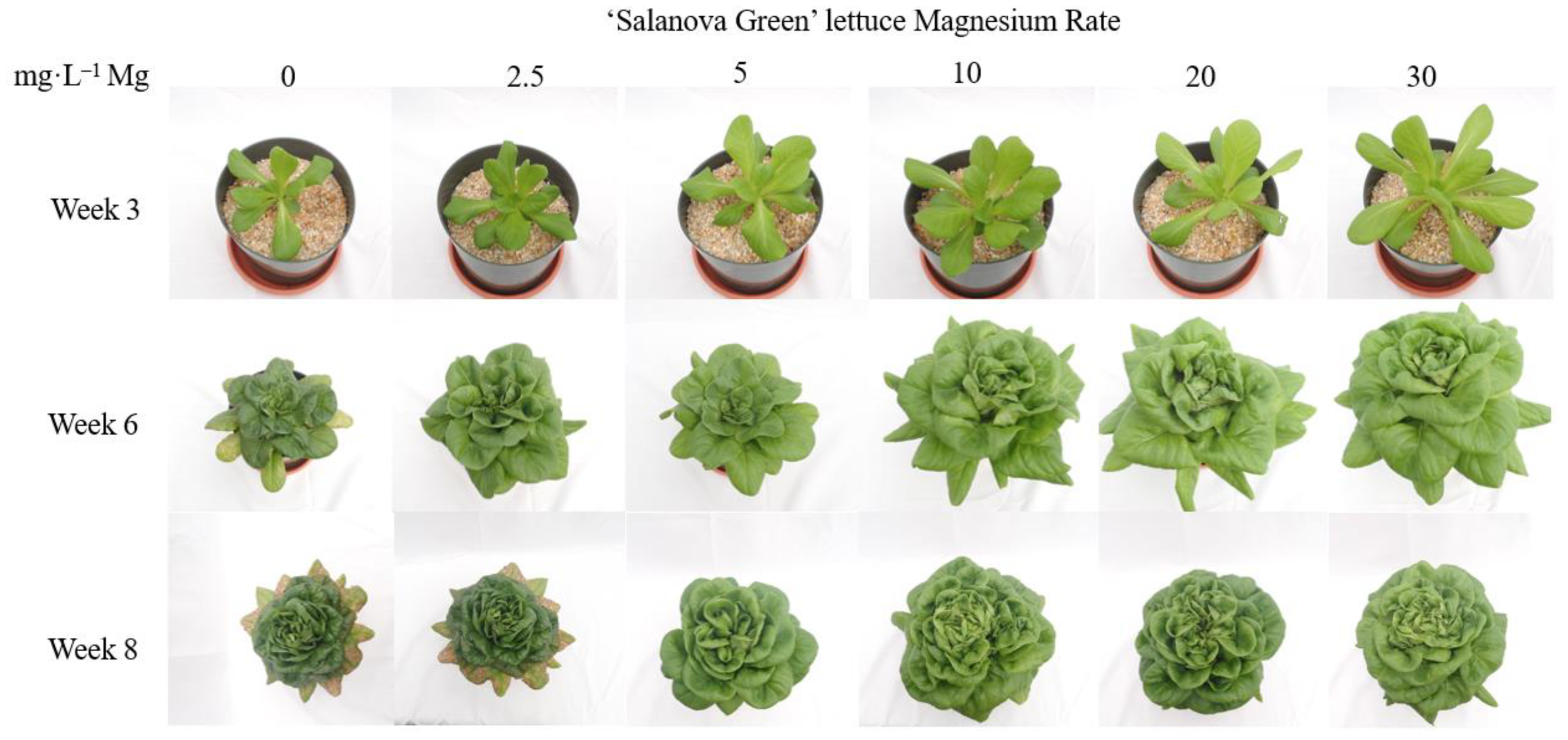 Horticulturae 08 01075 g006