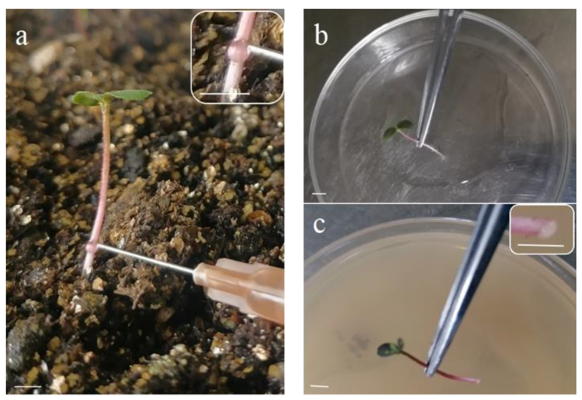 Horticulturae 08 01079 g001 Horticulturae 08 01079 g001