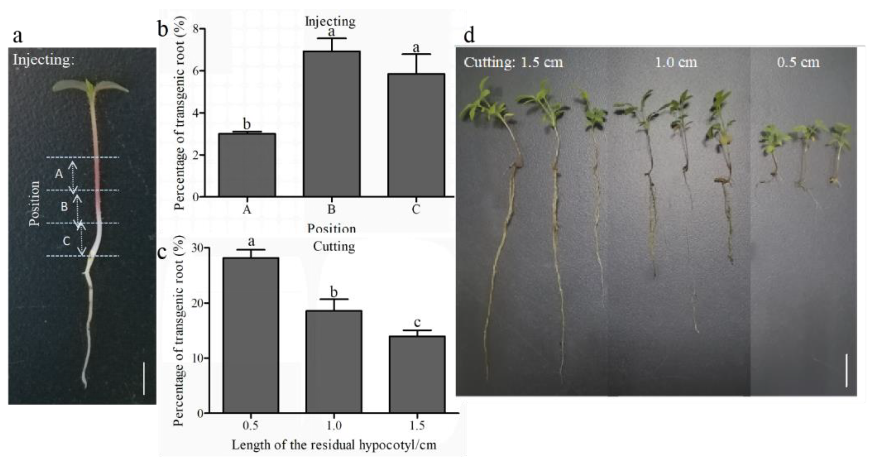 Horticulturae 08 01079 g005 Horticulturae 08 01079 g005