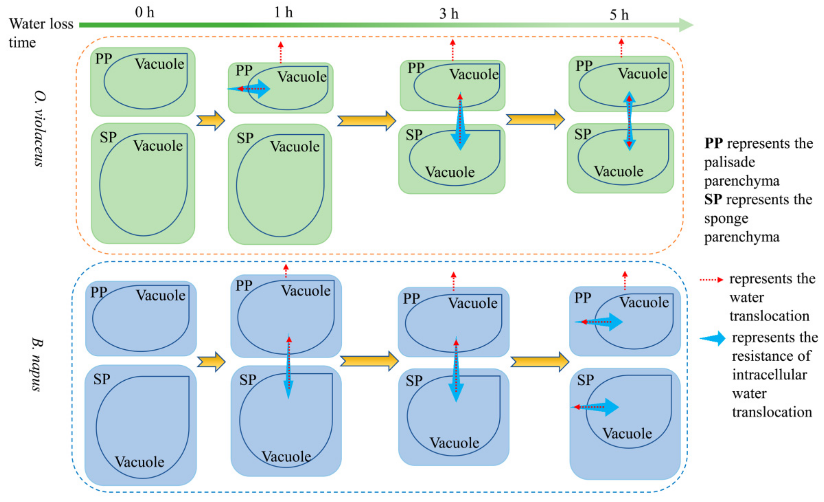 Horticulturae 08 01082 g004 Horticulturae 08 01082 g004