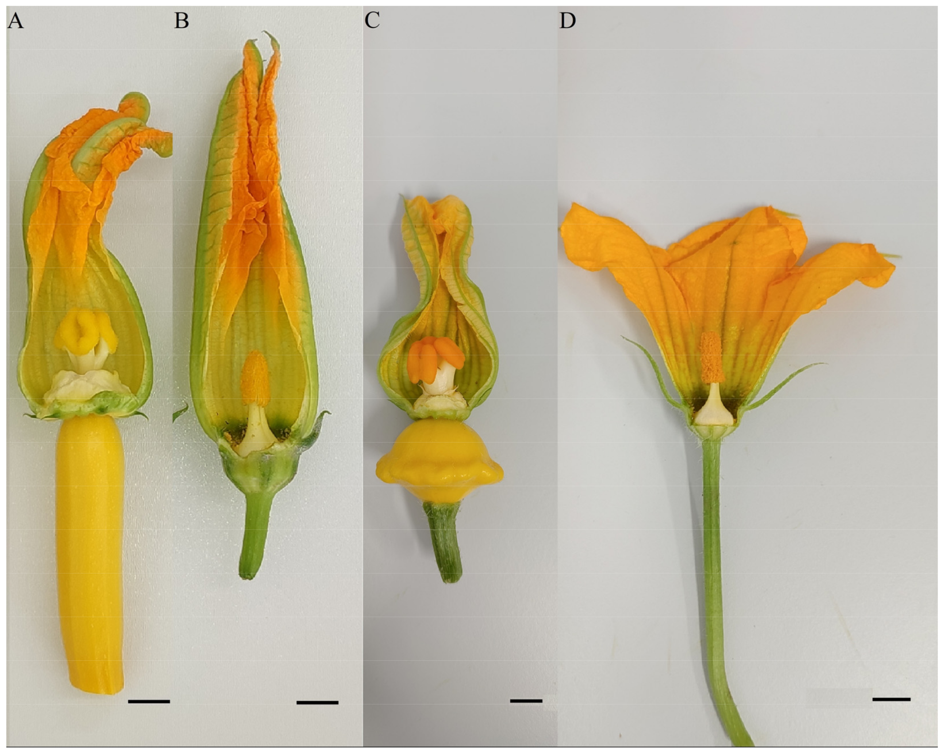 Horticulturae 08 01083 g002