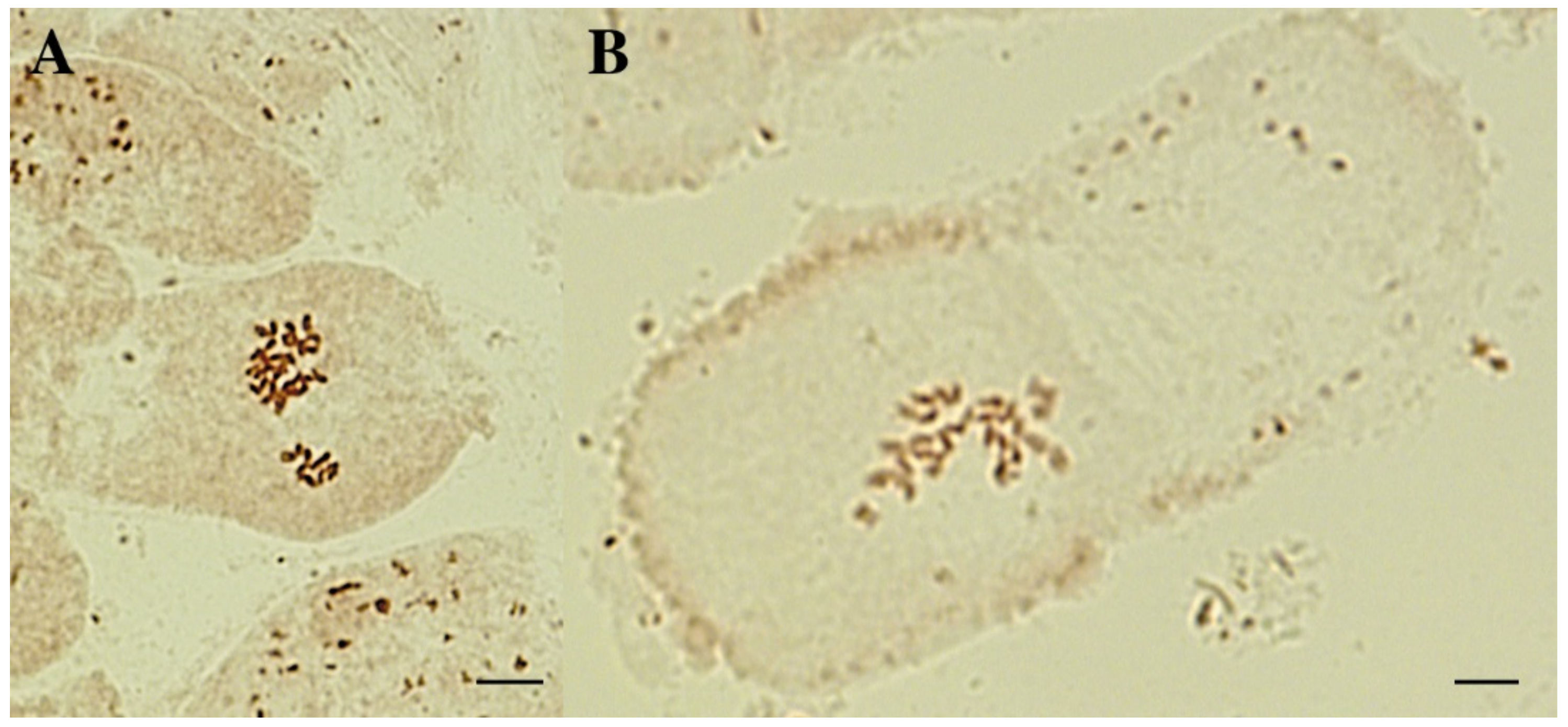 Horticulturae 08 01083 g004
