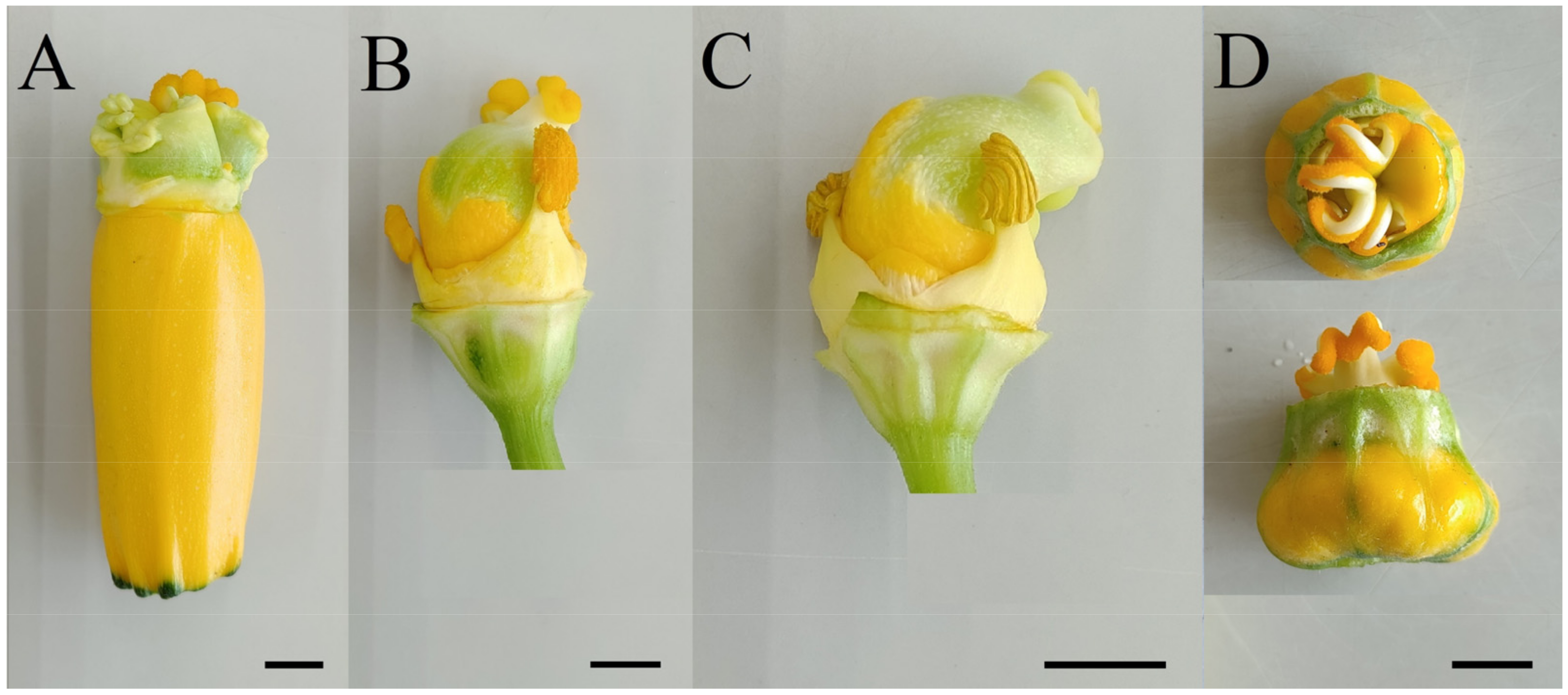 Horticulturae 08 01083 g006